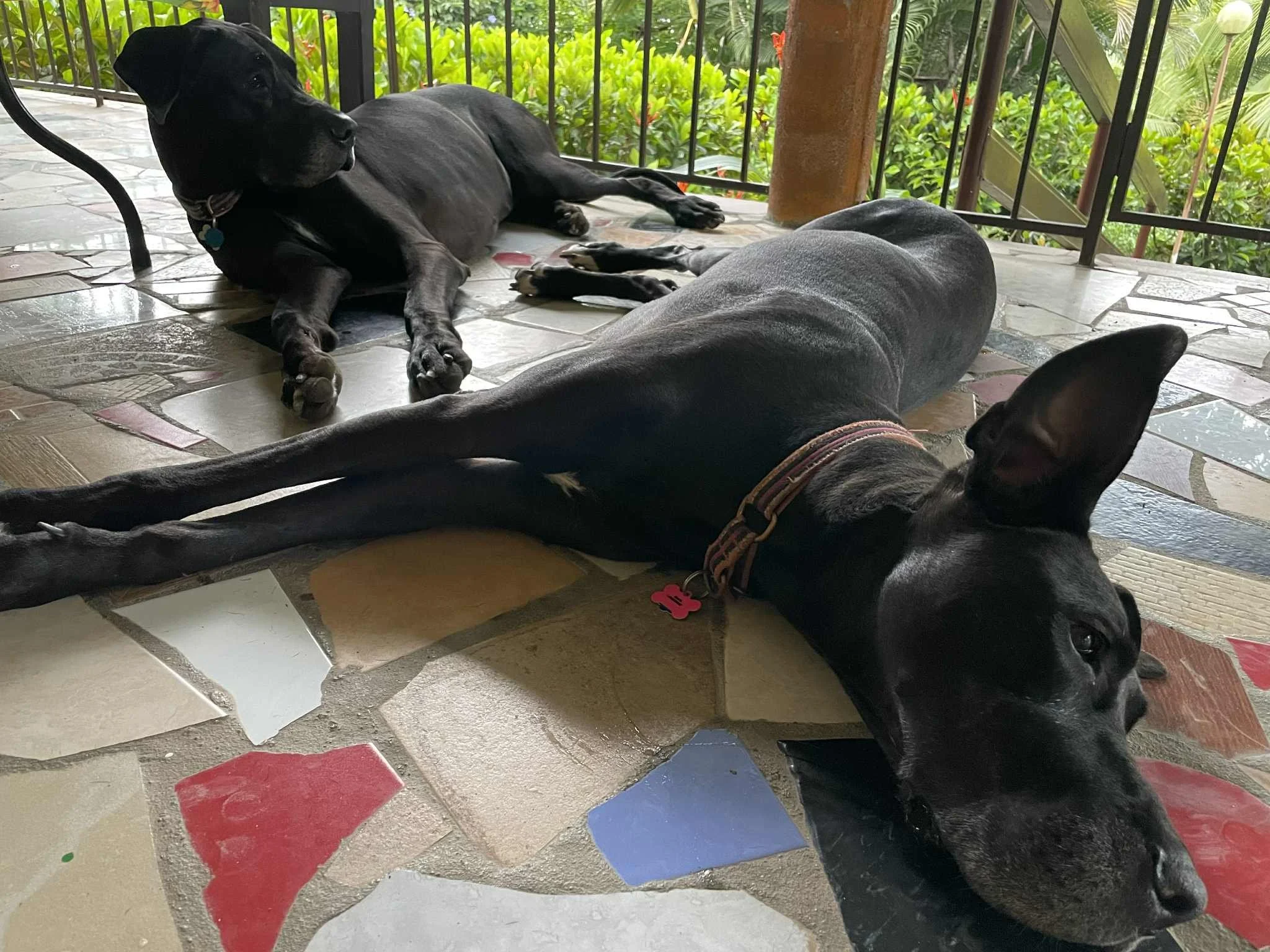 Two Great Danes, Lily and Duck, laying on a colorful patio in San Carlos, Panama