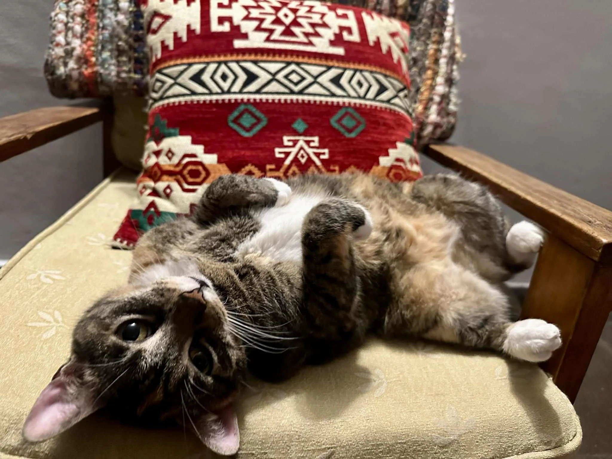 Penny lounging in Argentina