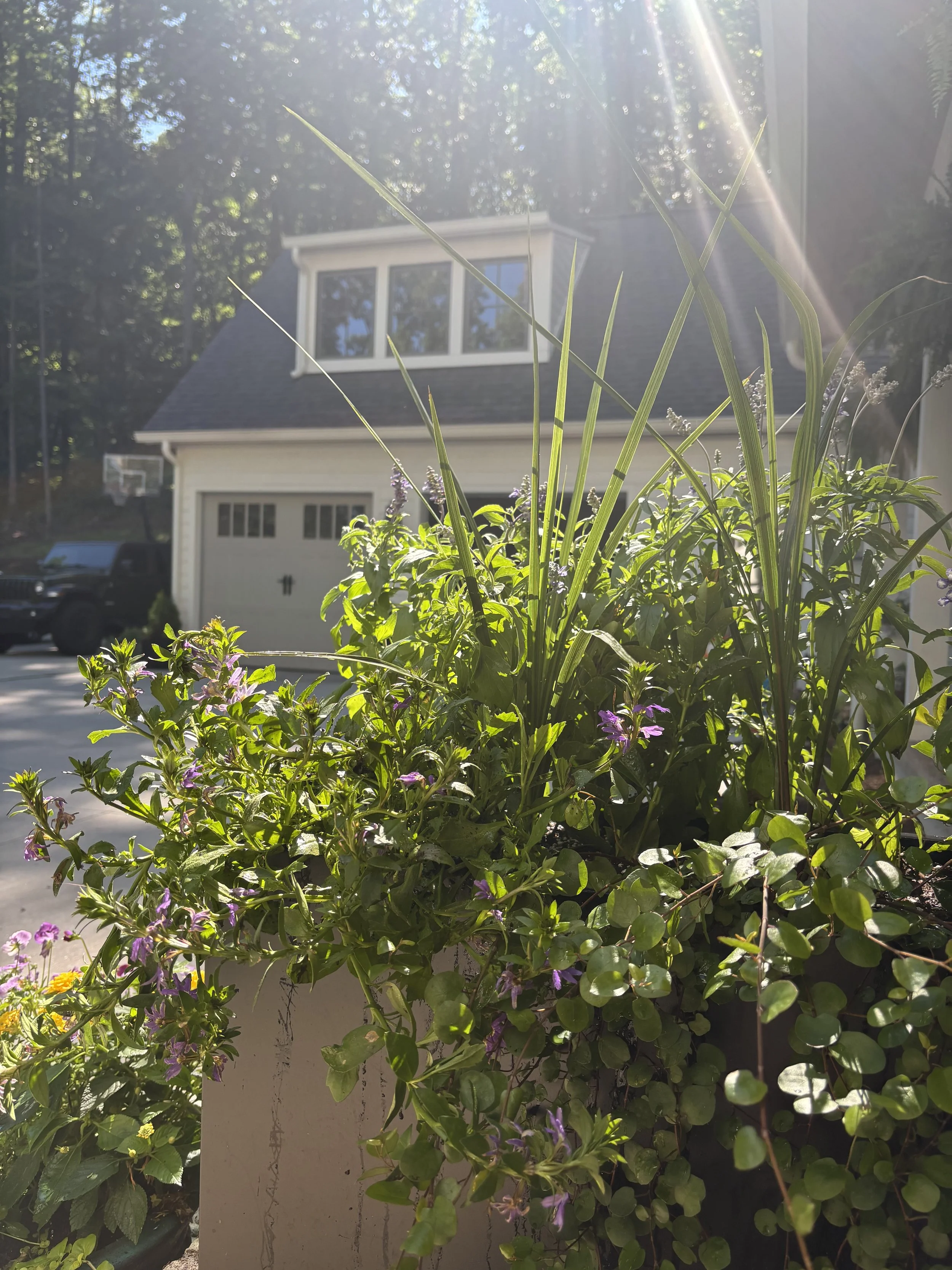 Summer Container Gardens in Asheville: