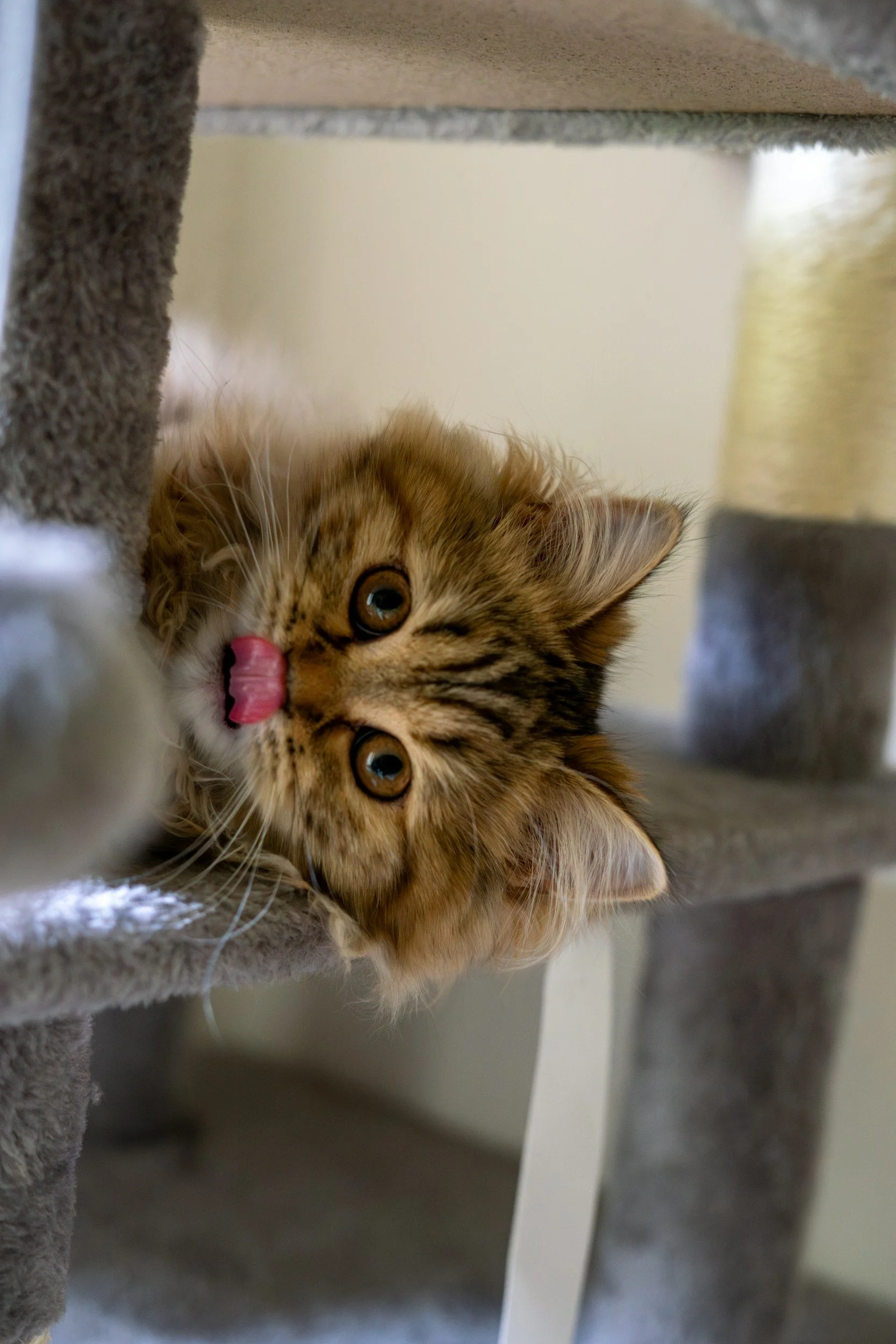 A playful kitten with brown fur, darker stripes, and amber eyes lying on a cat tree, licking its nose with a pink tongue.