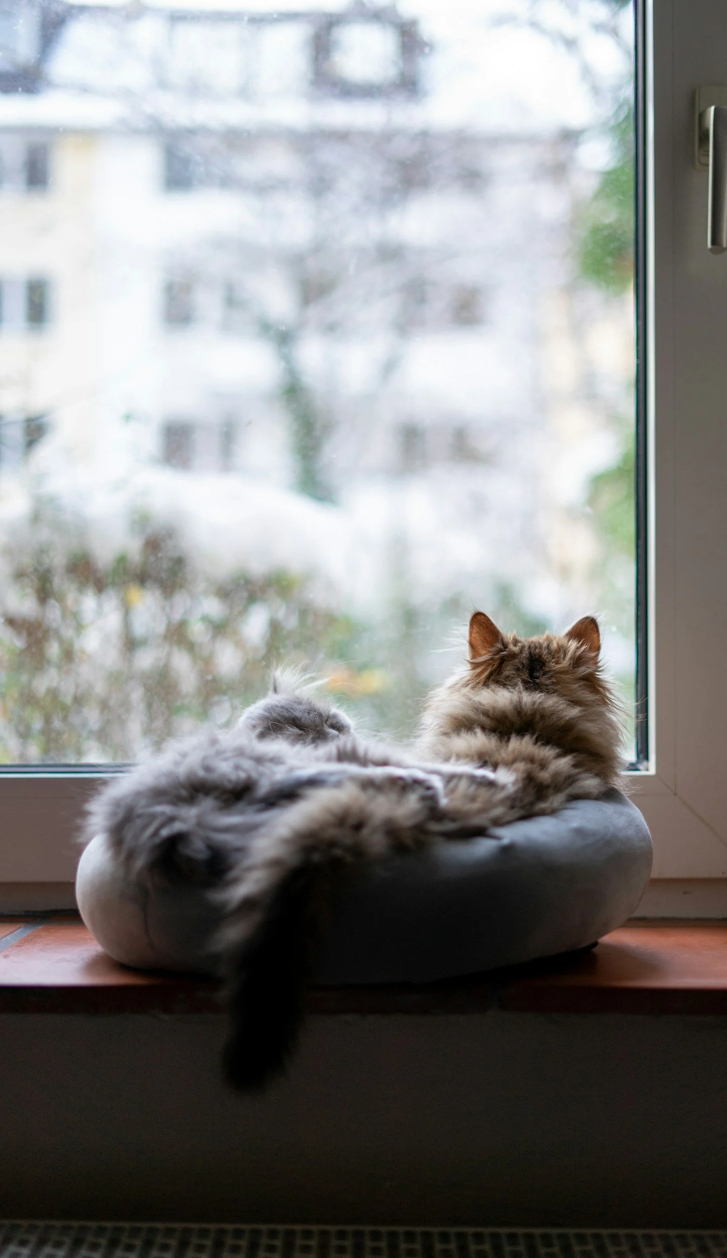 Two cats relaxing on a round pet bed on a windowsill, looking outside at a snowy scene.