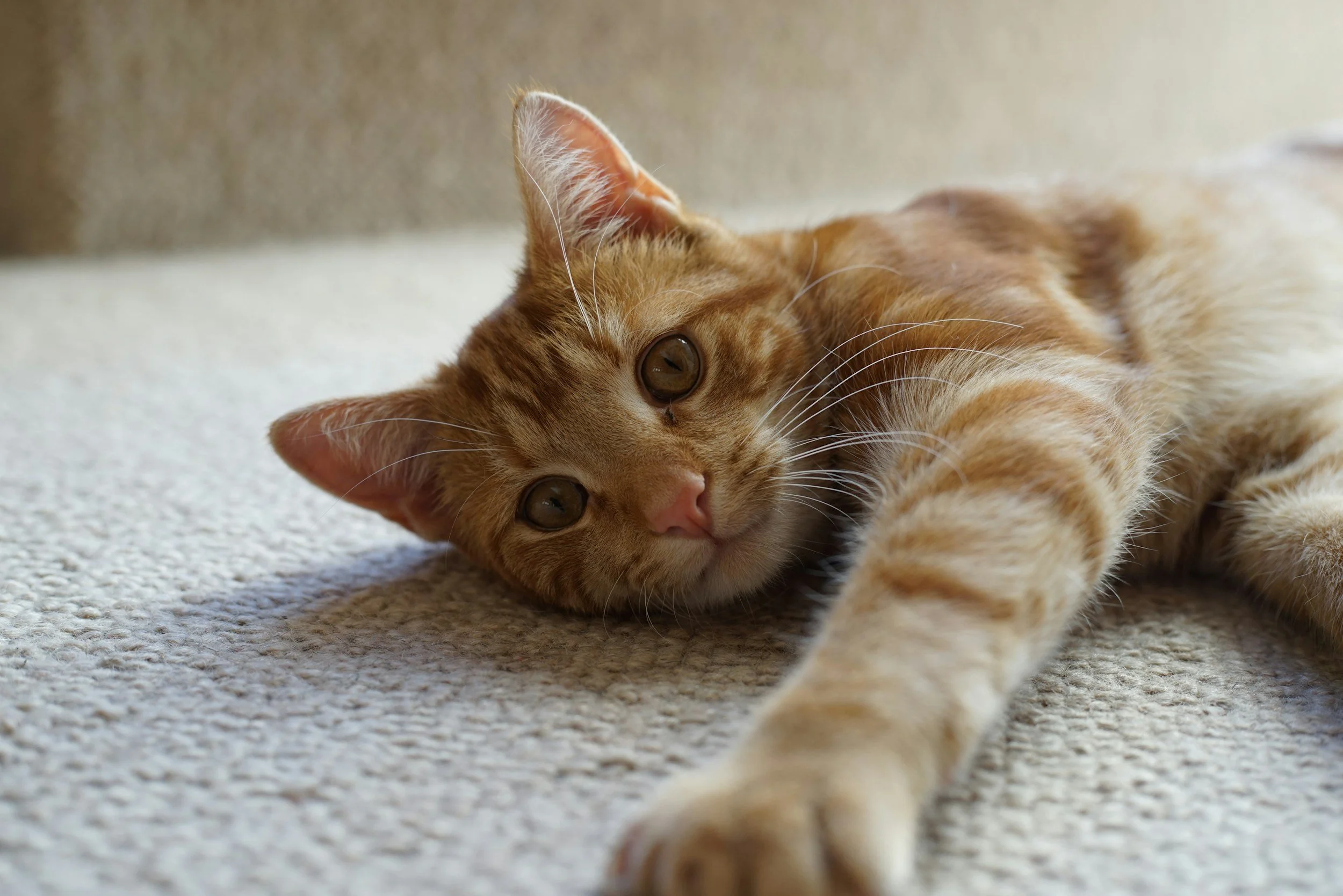 A ginger cat lying on a light-colored carpet looking at the camera.