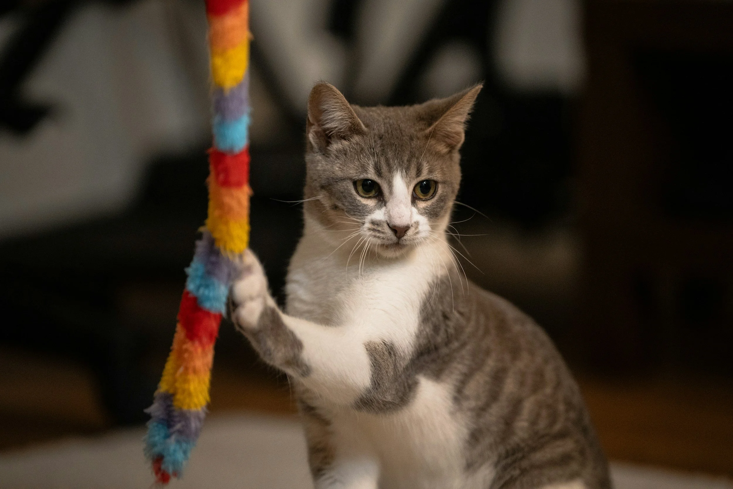 A young gray and white cat playing with a colorful fuzzy toy.