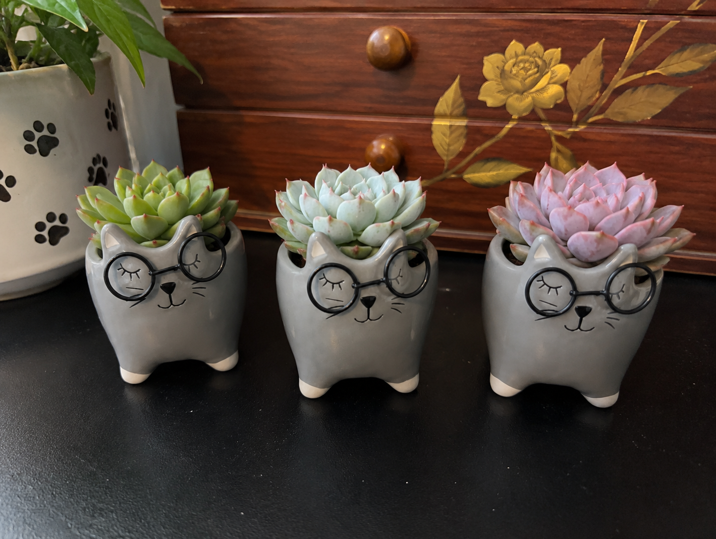 Sleeping Cat with Glasses Planter with Live Succulent