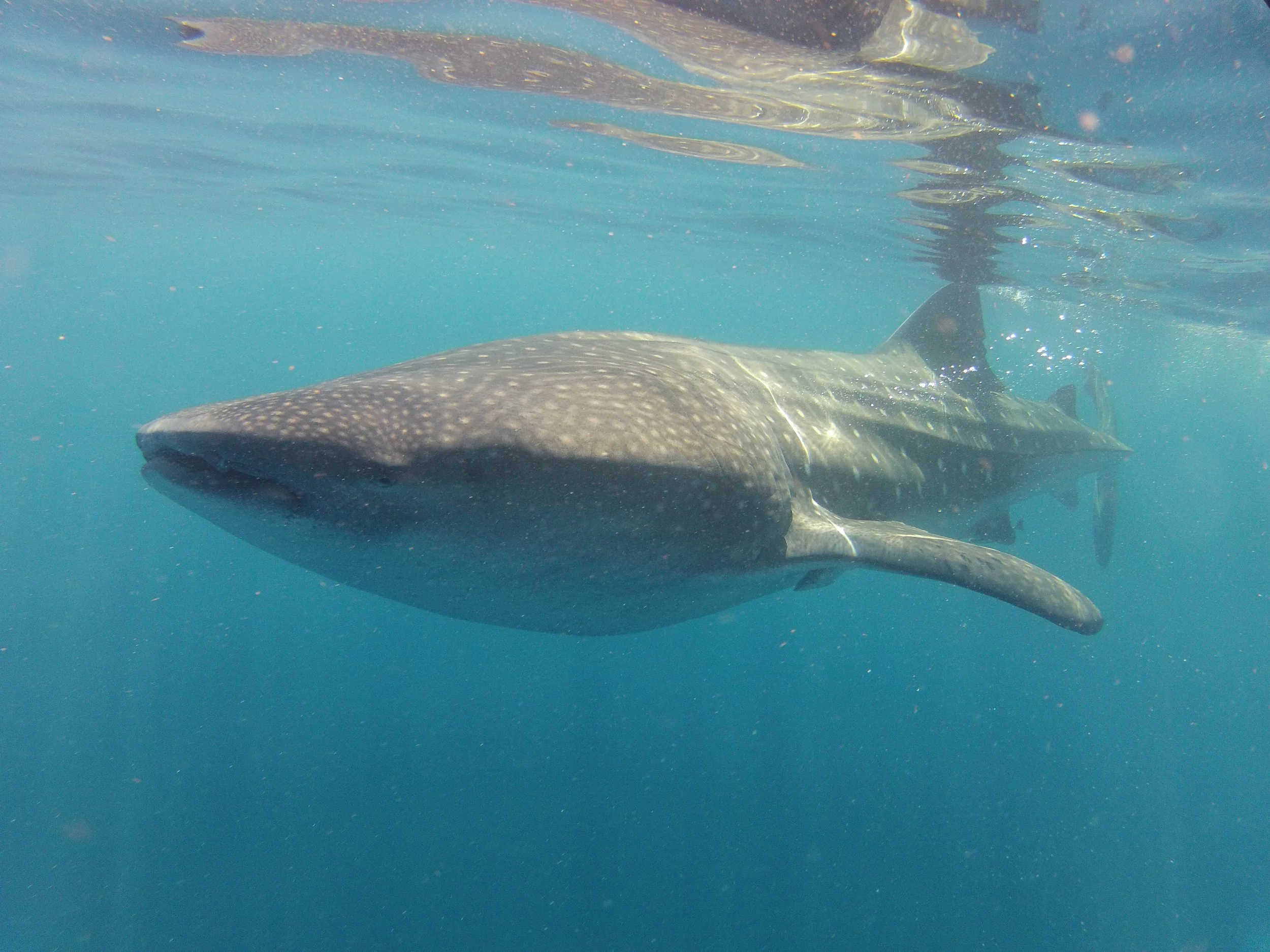 OCEAN TOUR WHALE SHARK (23).JPG