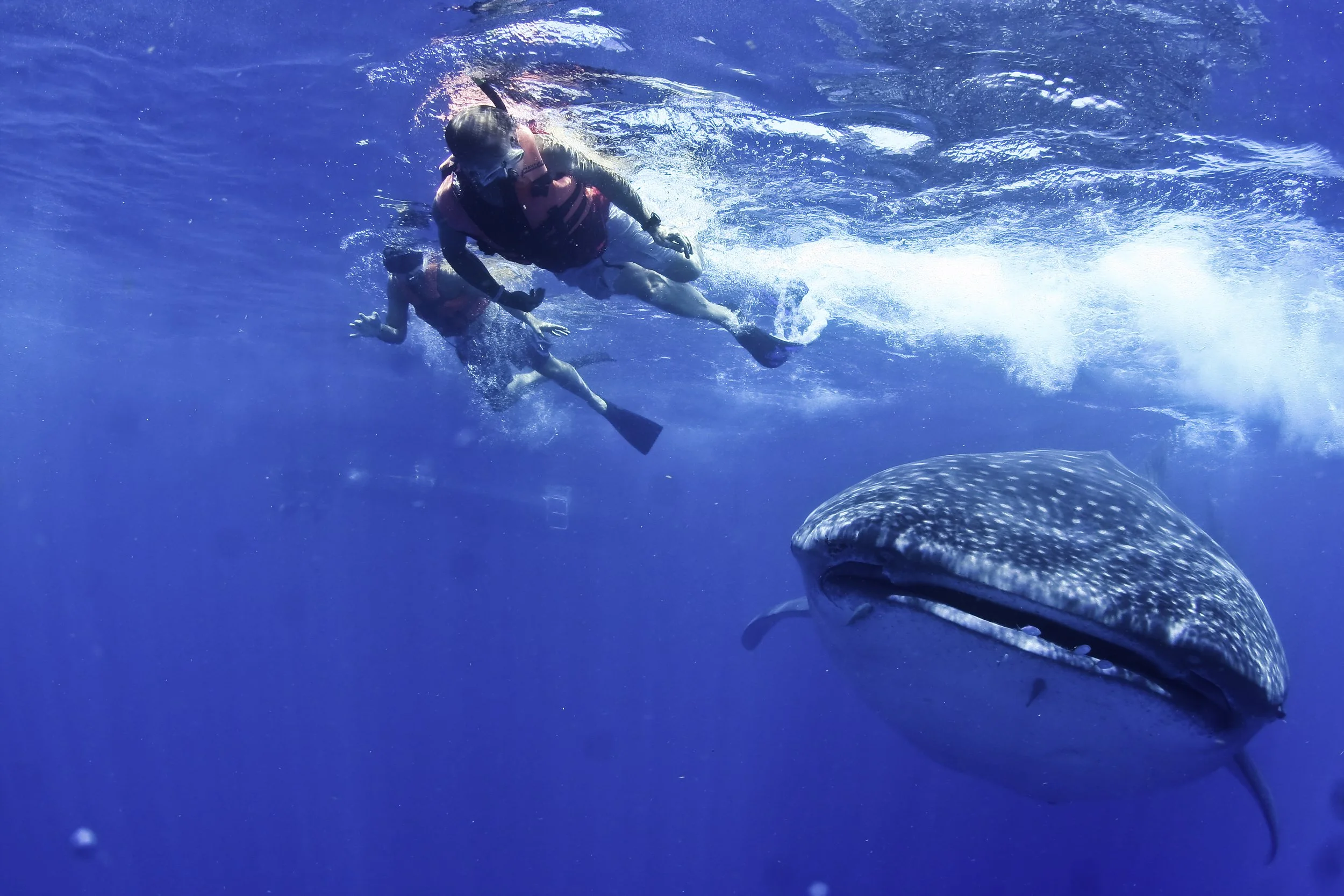 OCEAN_TOUR_WHALE_SHARK_(10)[1].jpg