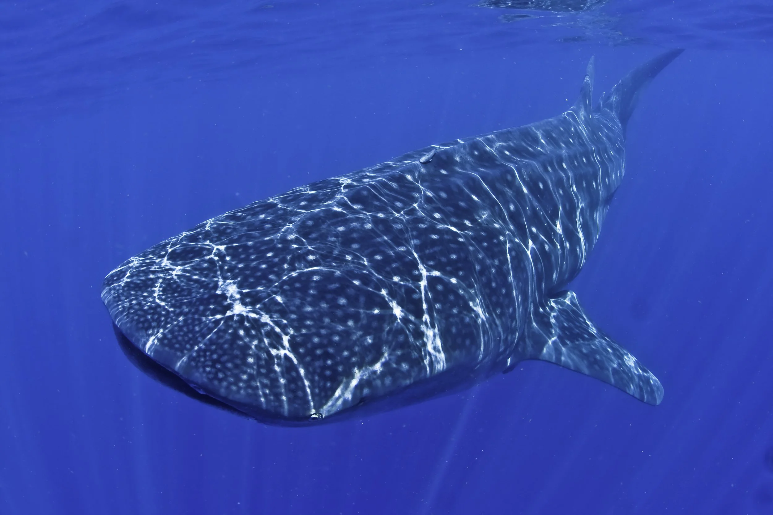 OCEAN_TOUR_WHALE_SHARK_(26)[1].jpg