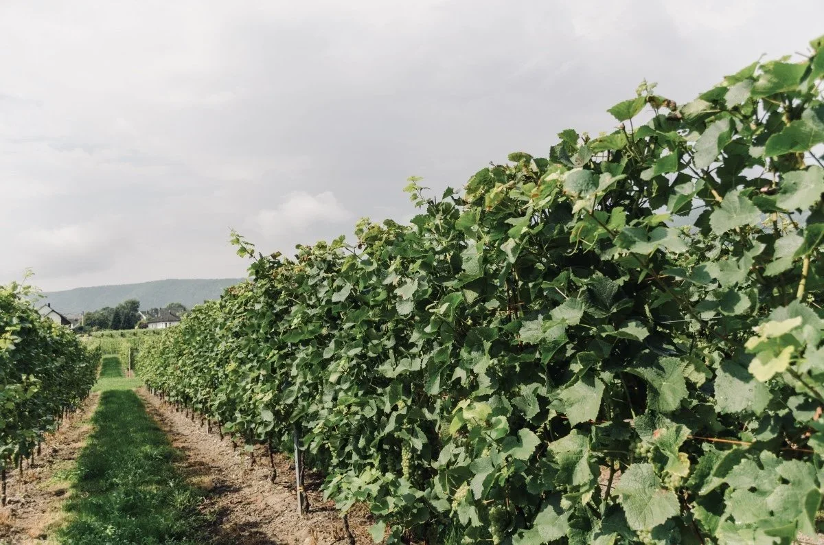 wine_vineyard_vines_winegrowing_nature_grapes_landscape_cultivation-555631.jpg!d.jpg.webp