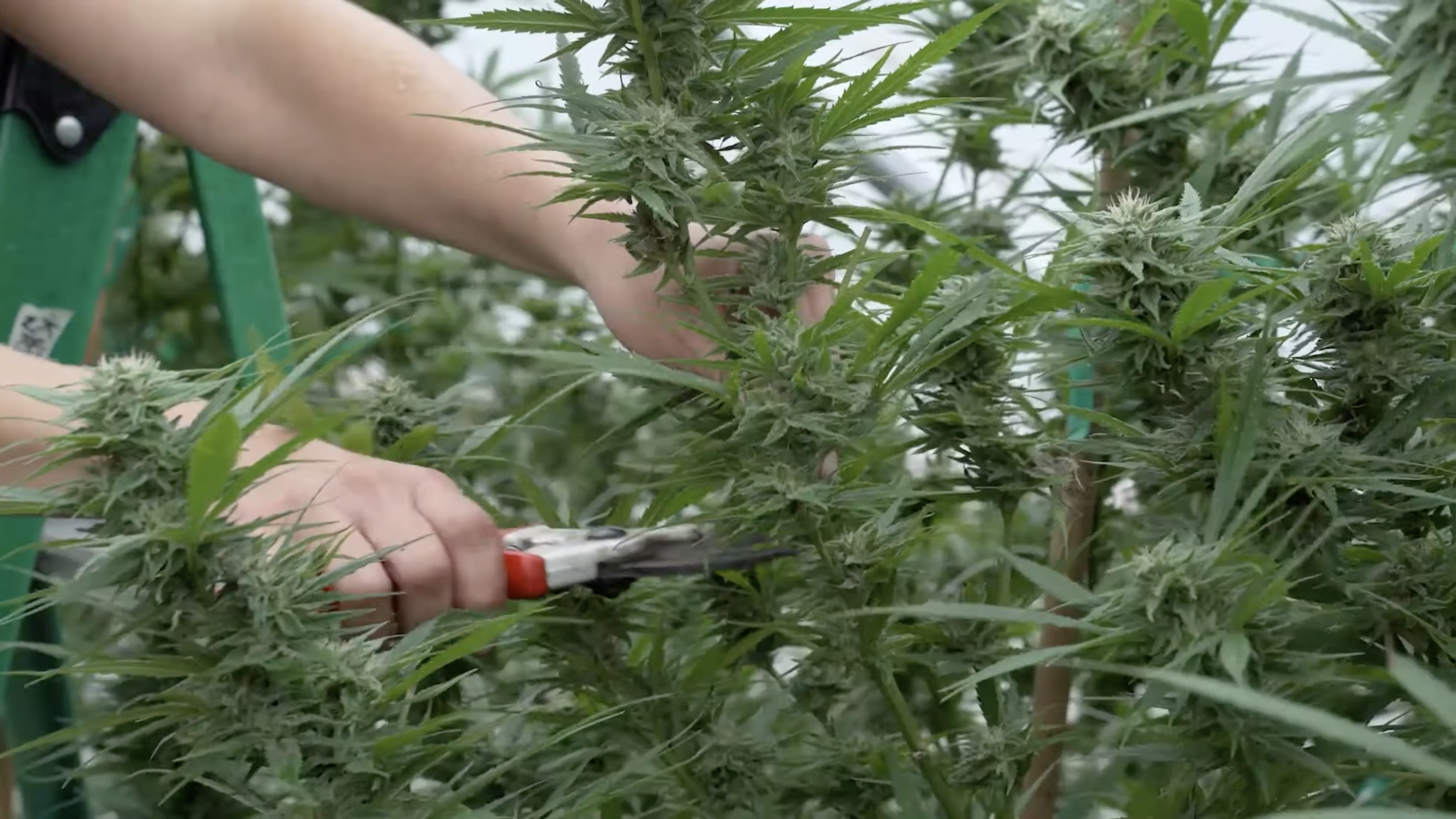 Harvest