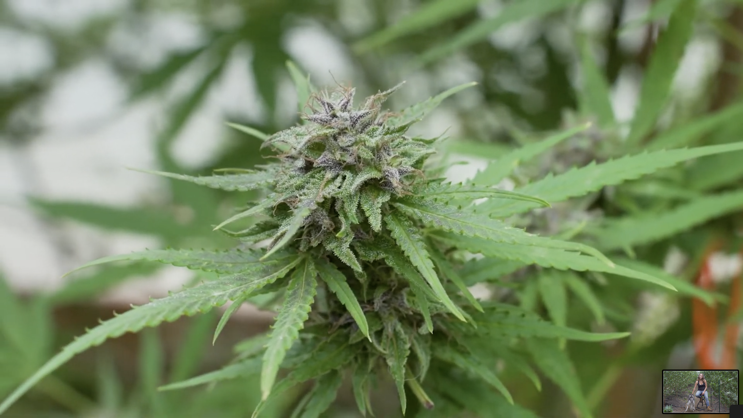 Blueberry Diesel - mid bud