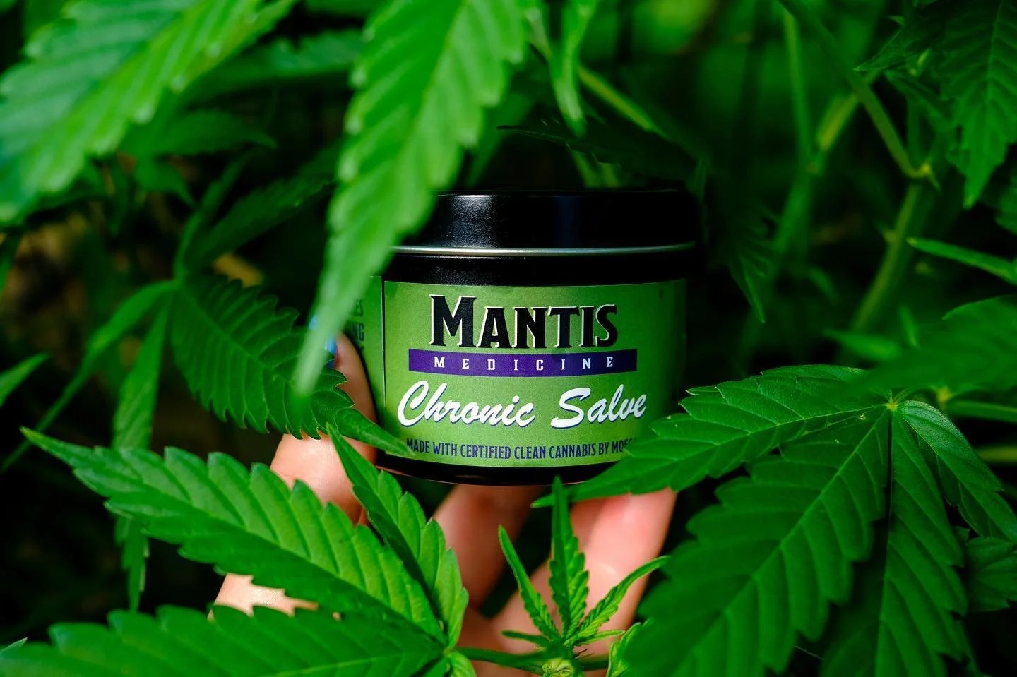Hand holding a jar of Mantis Medicine Chronic Salve among leaves.
