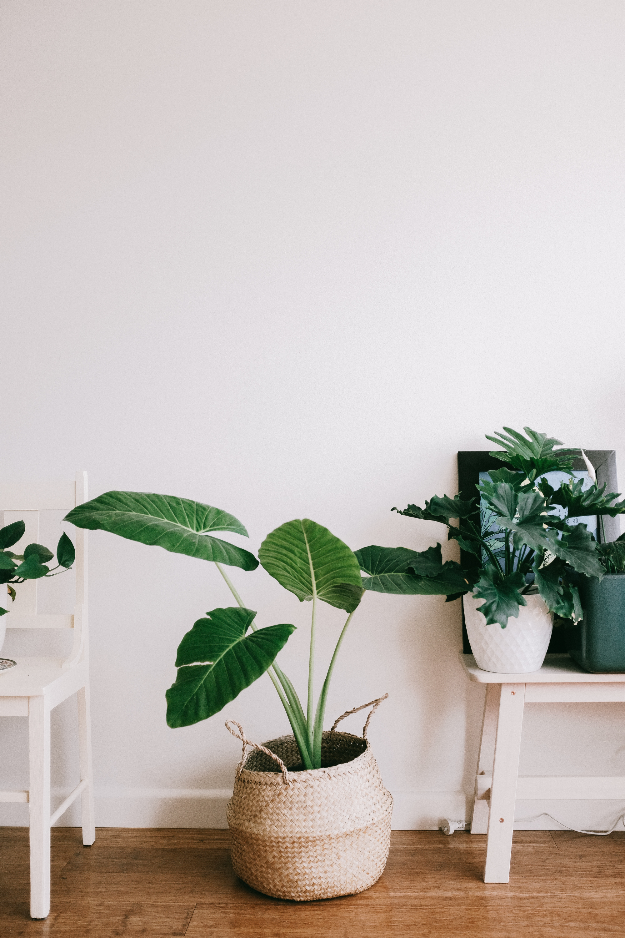 Indoor scene with three potted plants on a white table and a woven basket with large green leaves plant on the floor against a white wall.