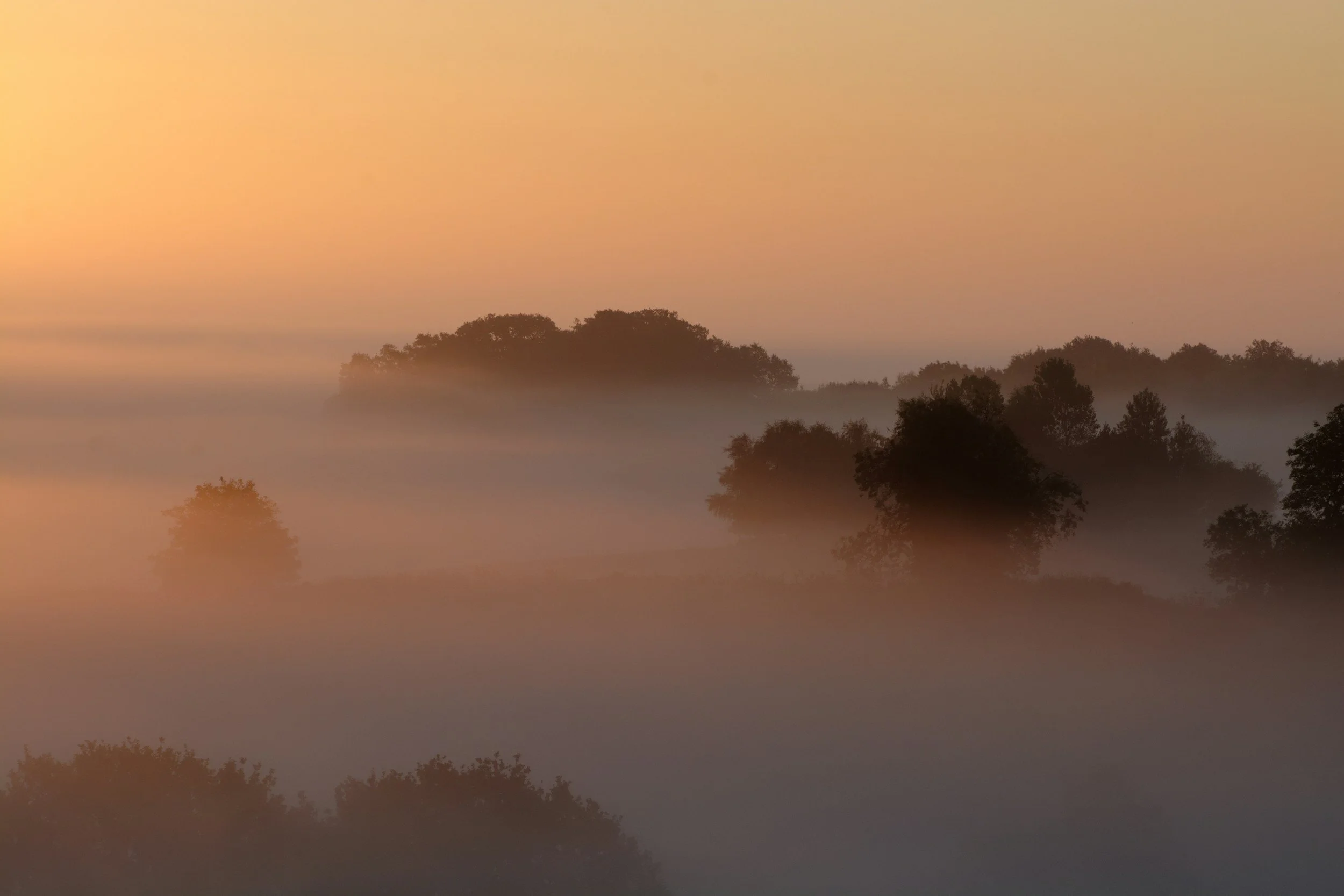 A misty landscape of rolling hills with trees, bathed in soft sunrise or sunset light.
