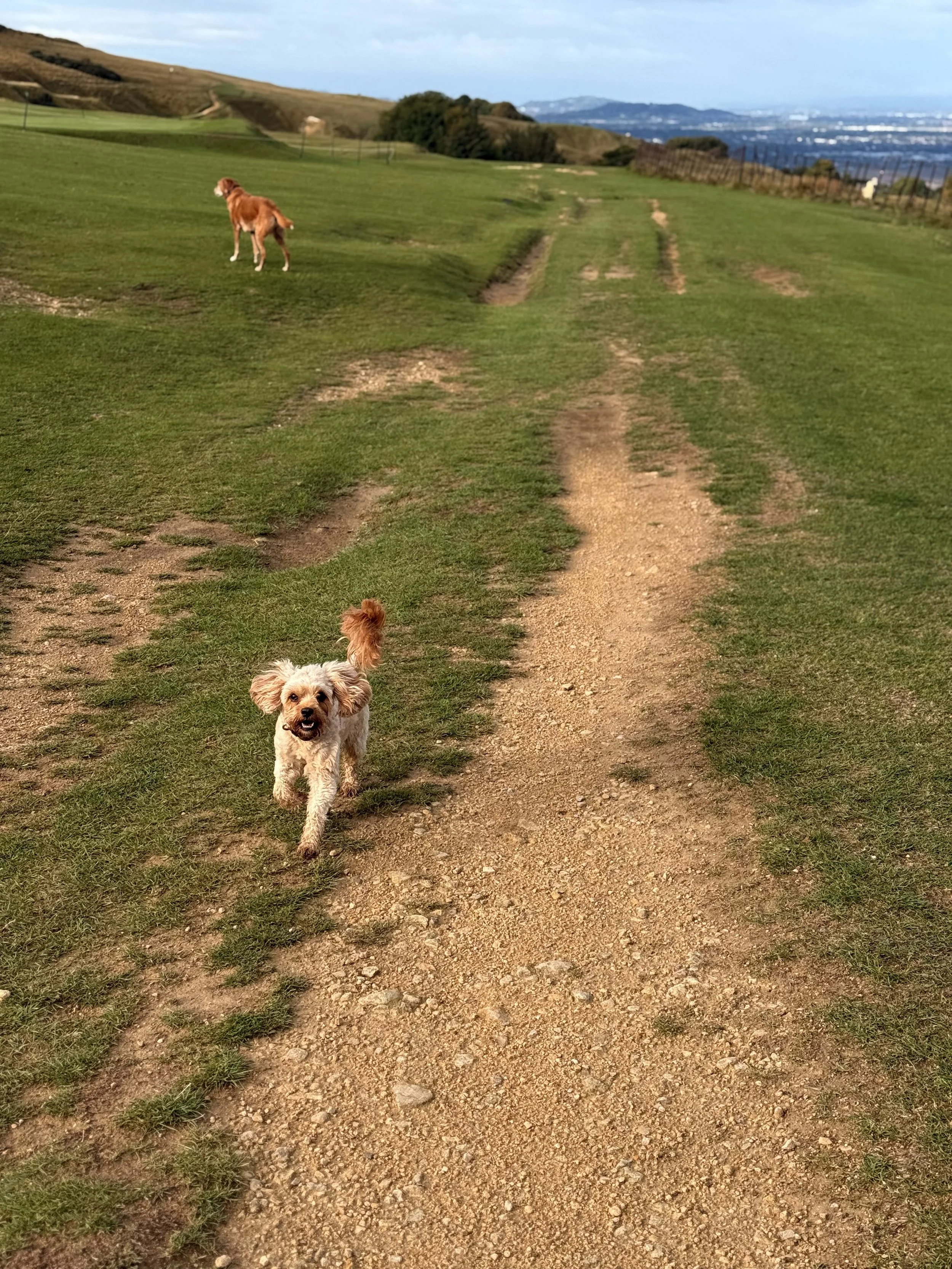 Two dogs running on a dirt path in a grassy hilly landscape during daytime, with a cloudy sky and distant mountains or hills in the background.