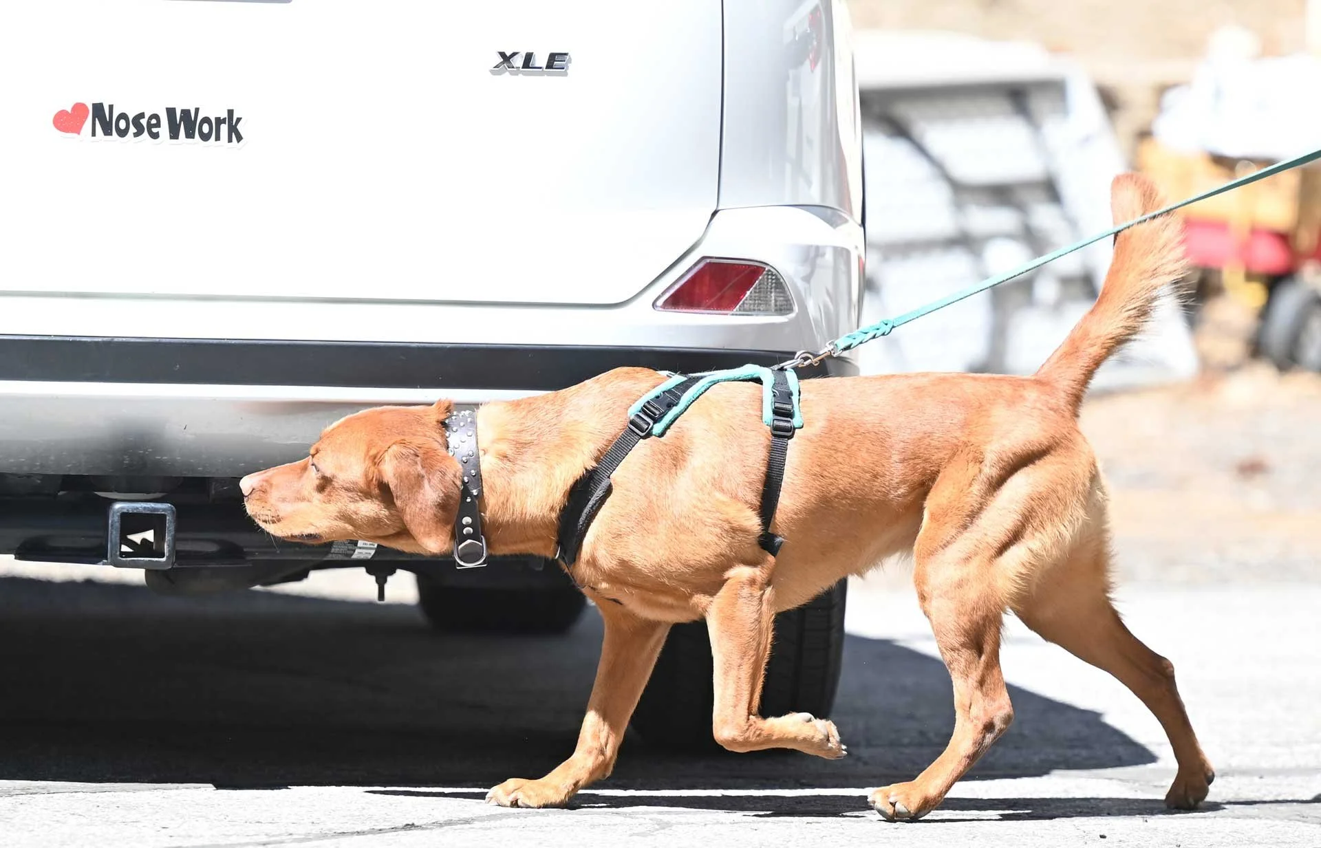 Nosework.jpg