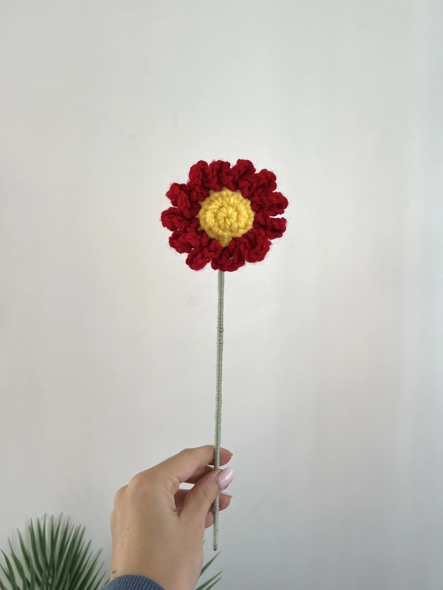 Daisy