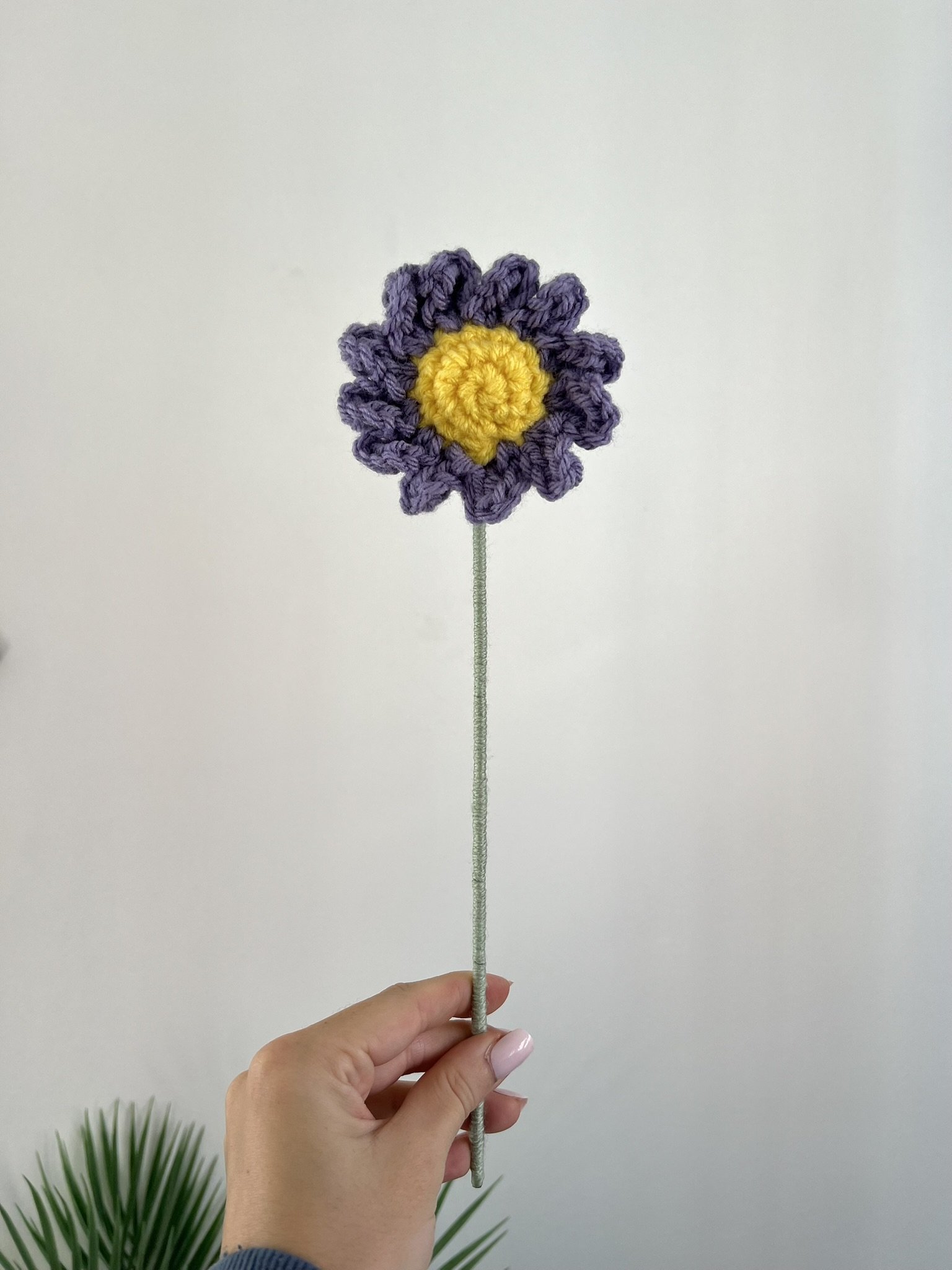 Daisy