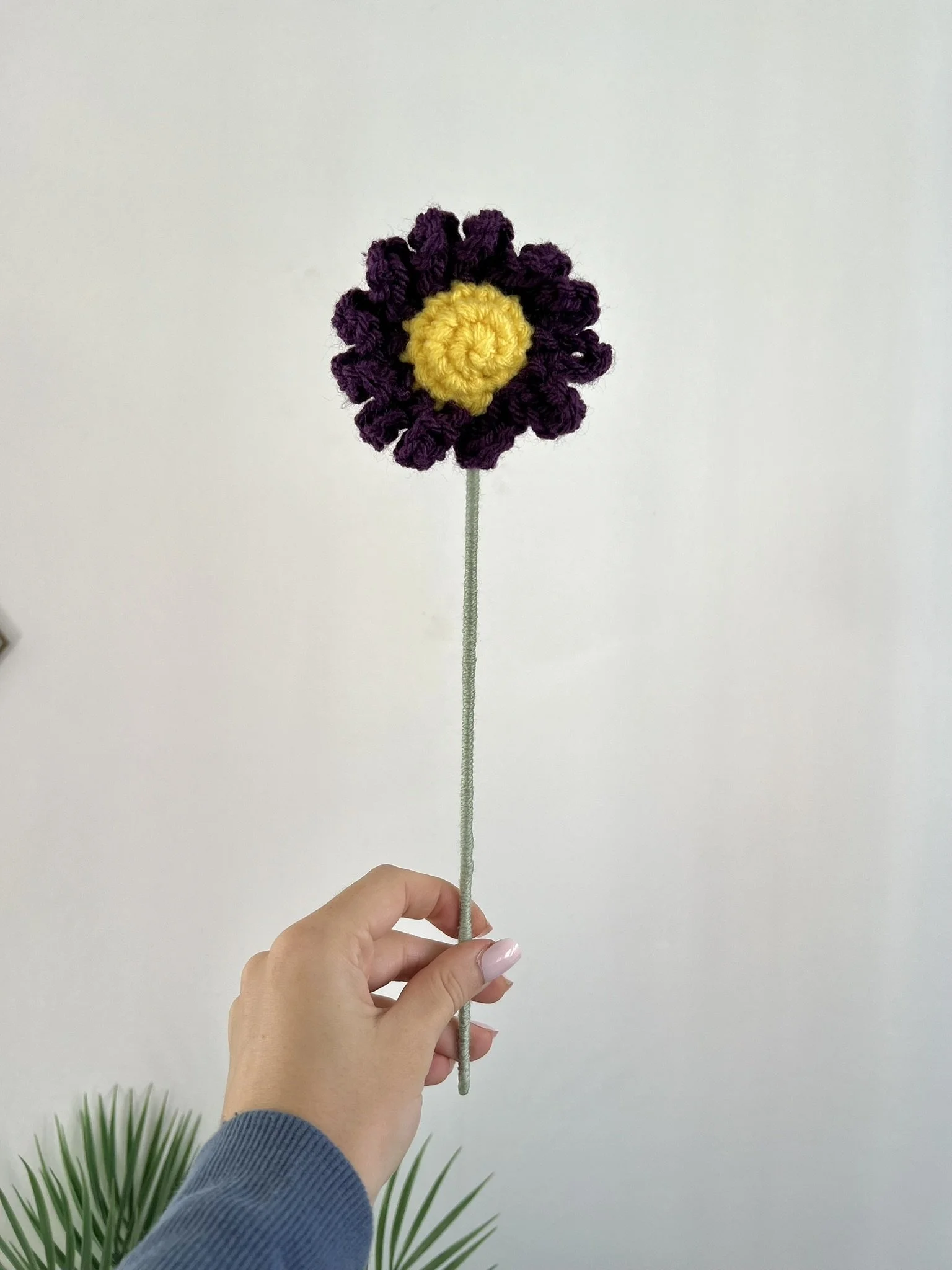Daisy