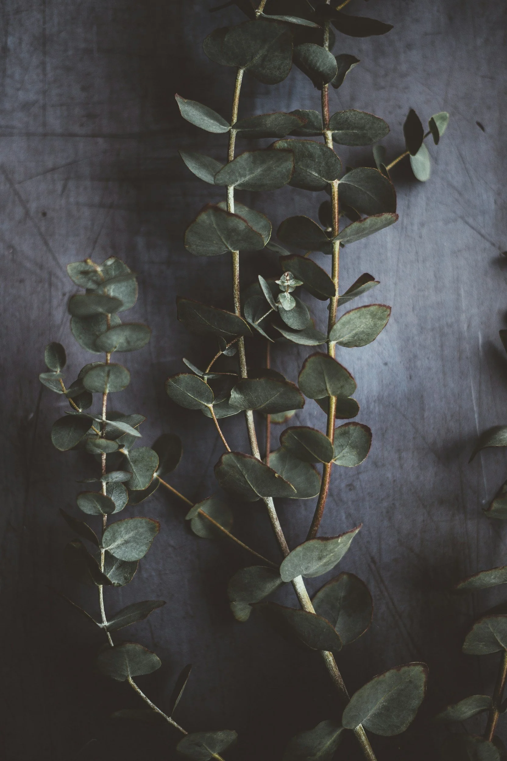 Close-up of eucalyptus branches with round, dark green leaves against a dark, textured background.