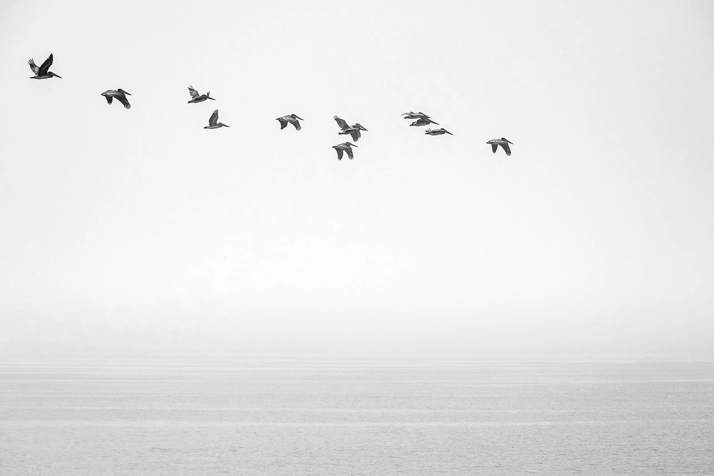 Photograph of a flock of birds flying in the sky over the ocean with a minimalistic background.