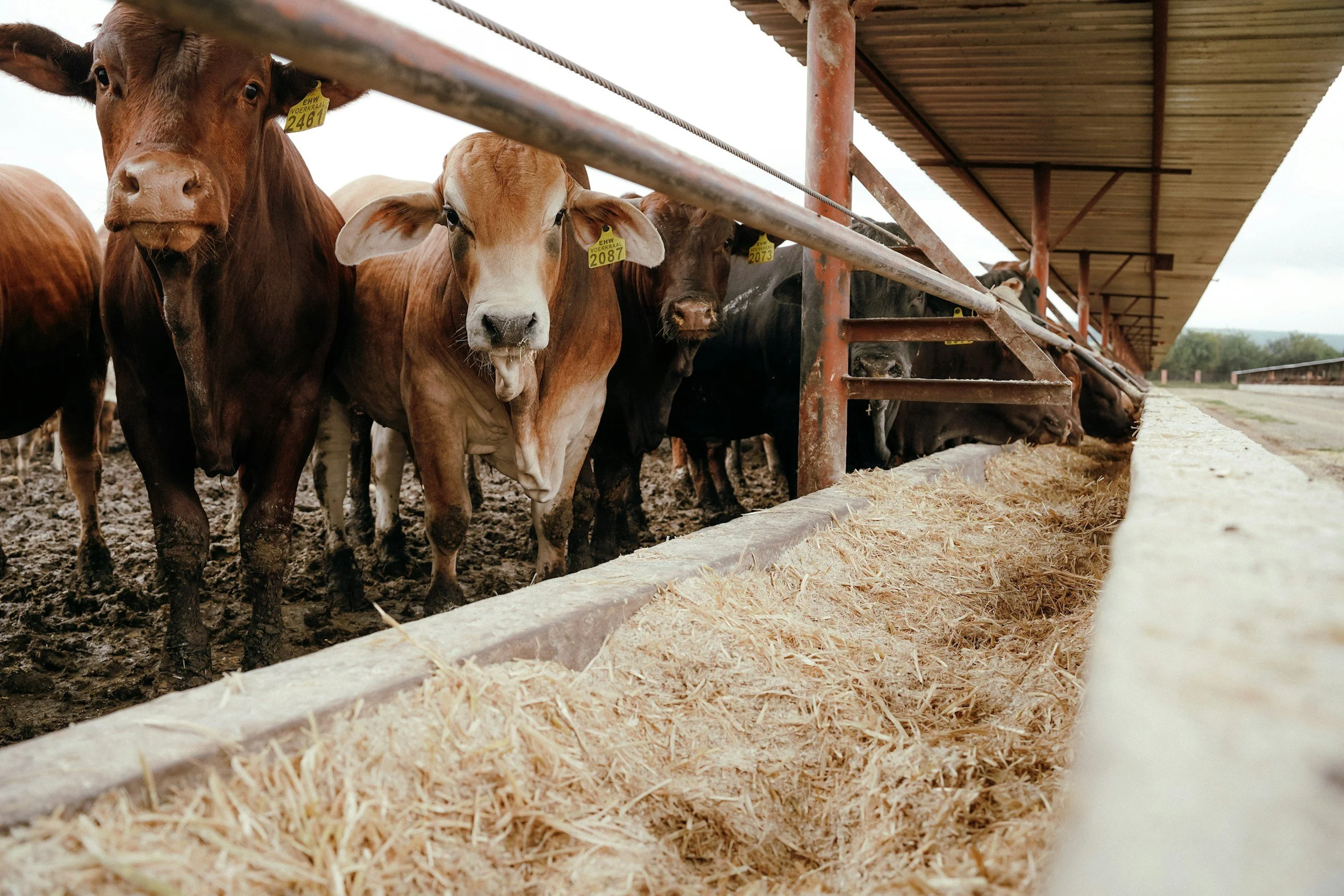 Interactive Classroom Strategies for Teaching Livestock Production