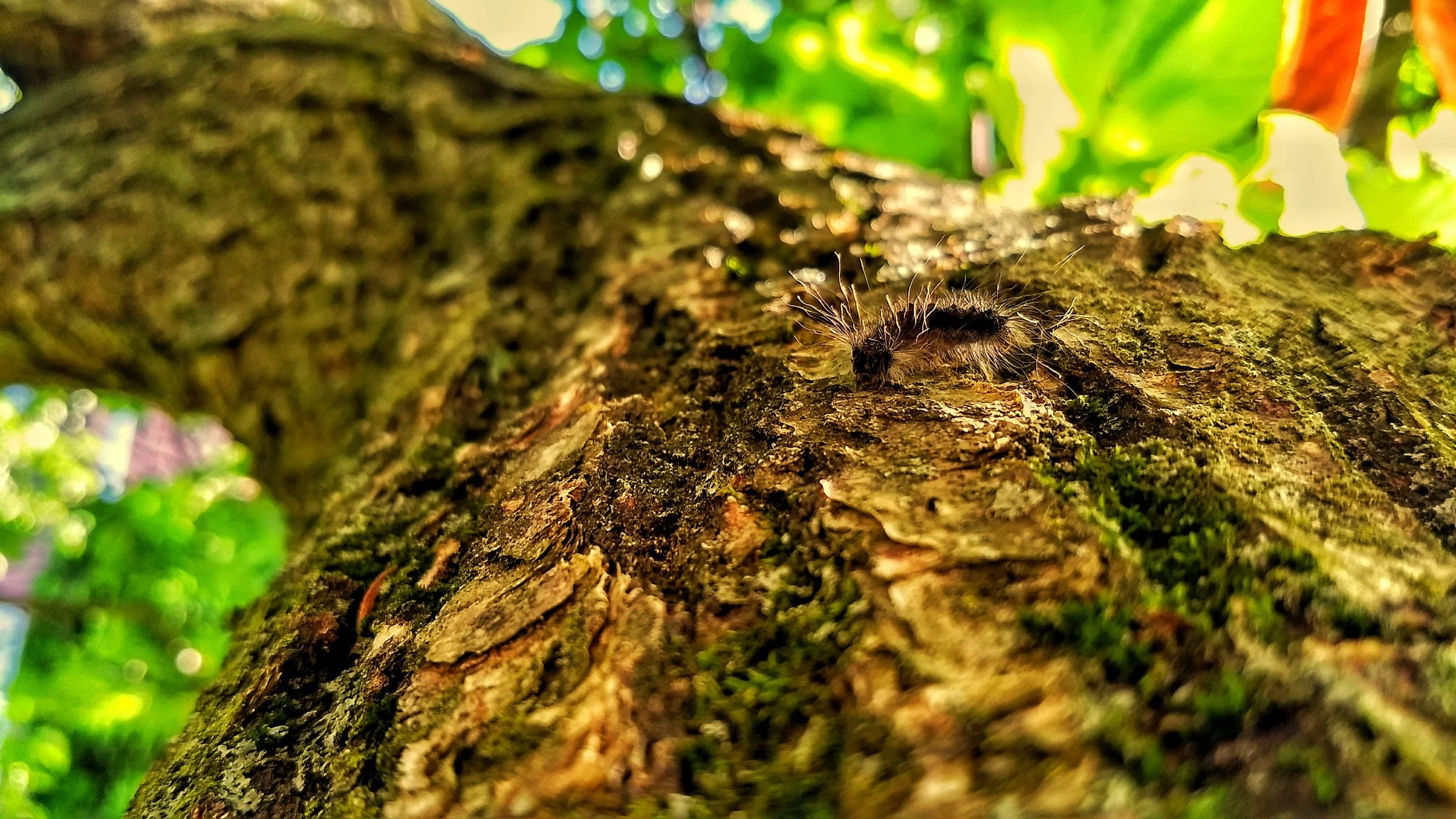 IMG_20180607_183300175_HDR-01.jpeg