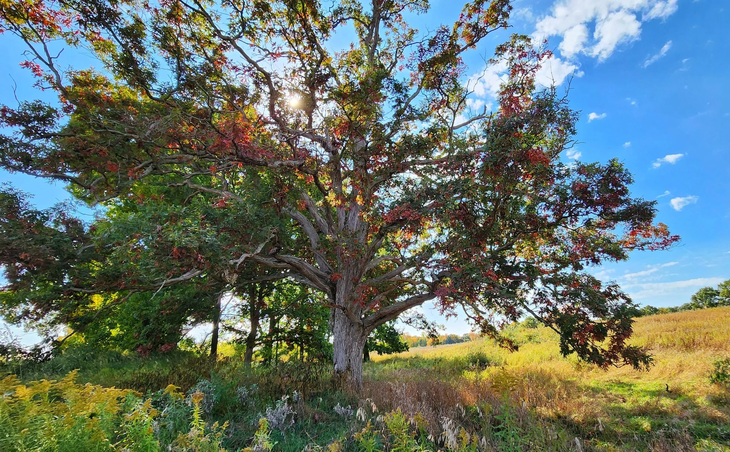A large tree with red and green leaves in a sunny field, with a blue sky and few clouds in the background.