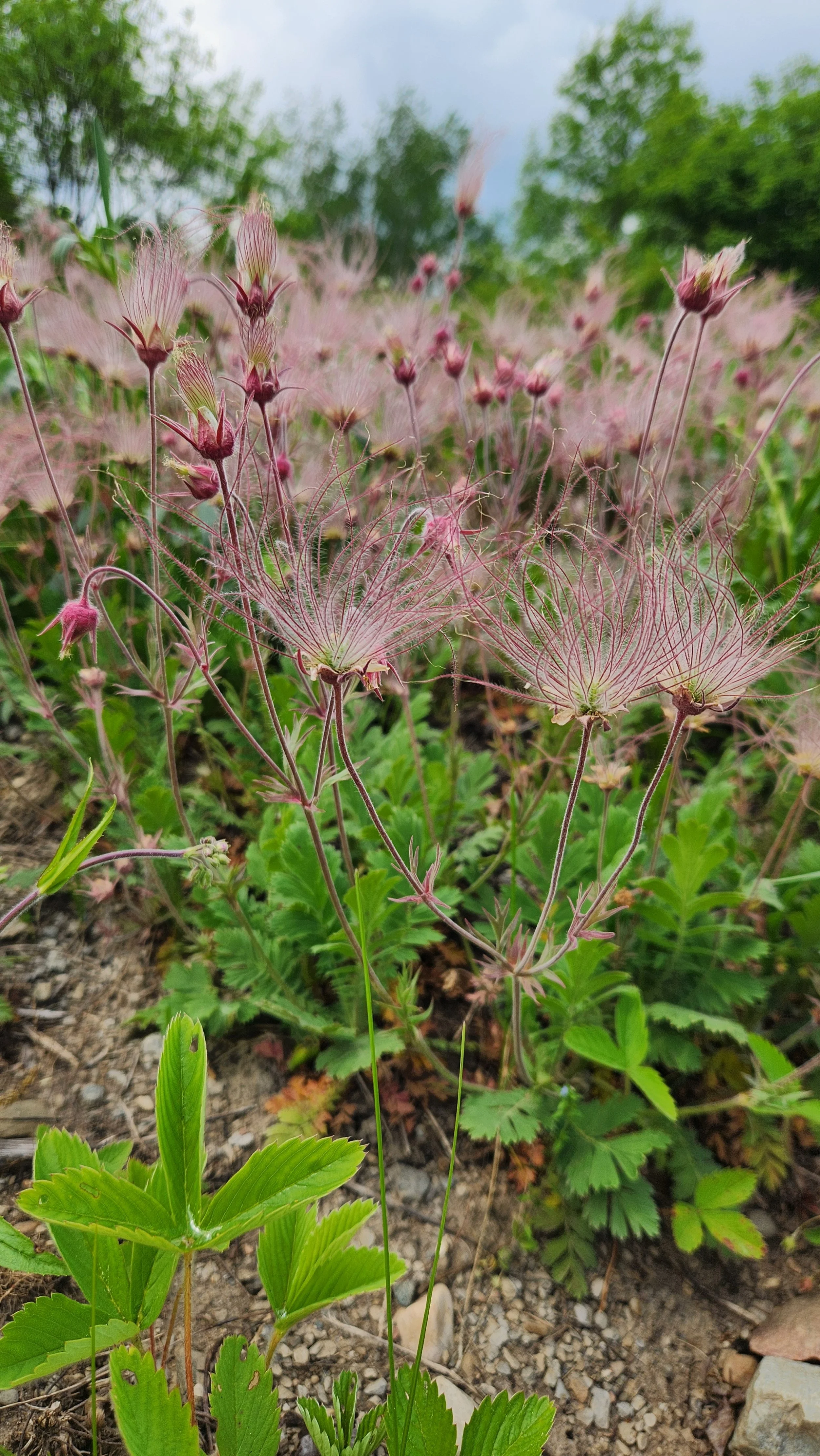 Close-up of wildflowers with delicate pink, feathery petals and green foliage on the ground, with blurred trees and sky in the background.