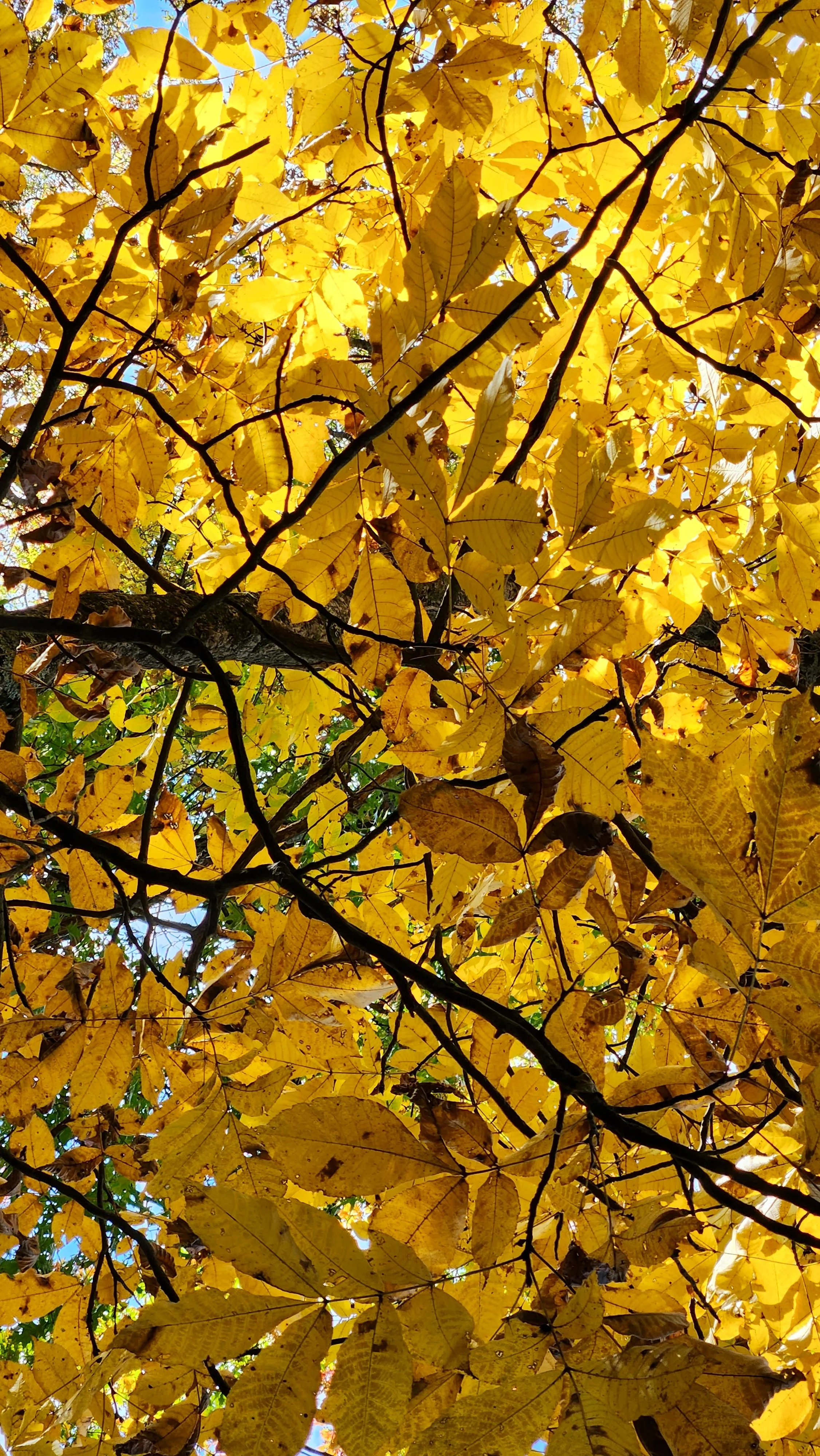 Yellow autumn leaves on tree branches with sunlight filtering through.