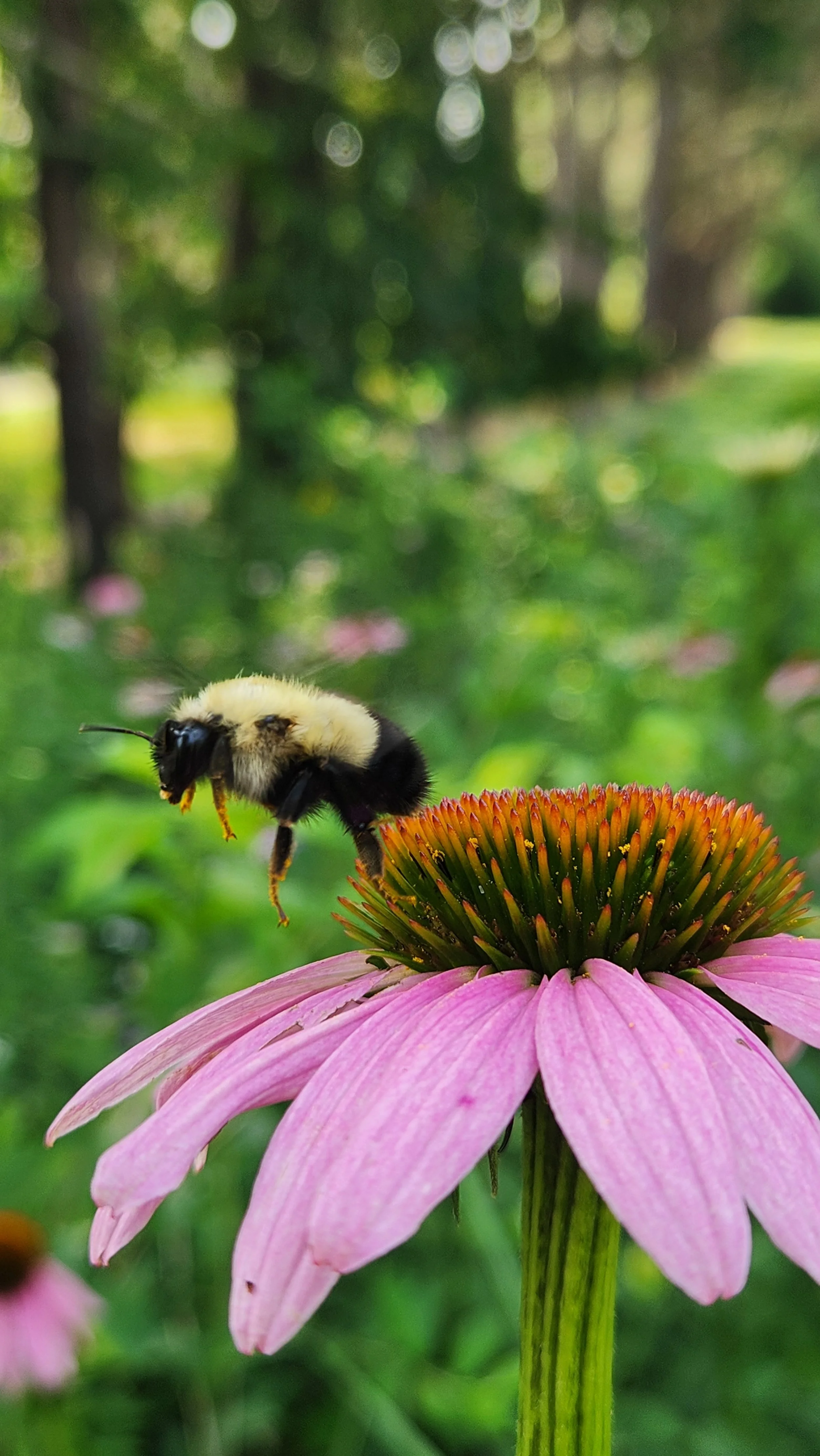A bee approaching a pink coneflower in a green outdoor garden.