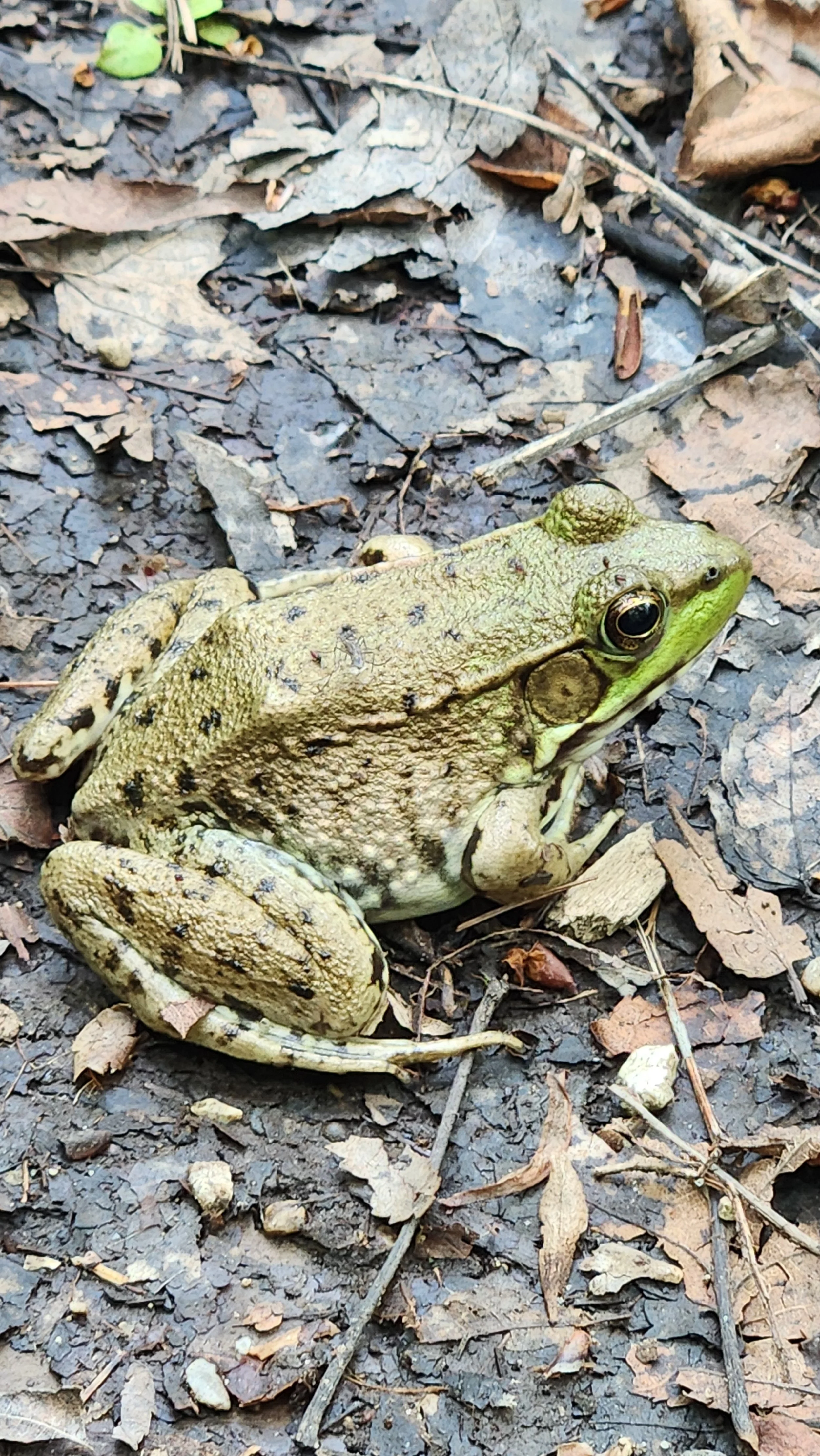 A greenish-brown frog sitting on leaf-littered ground.