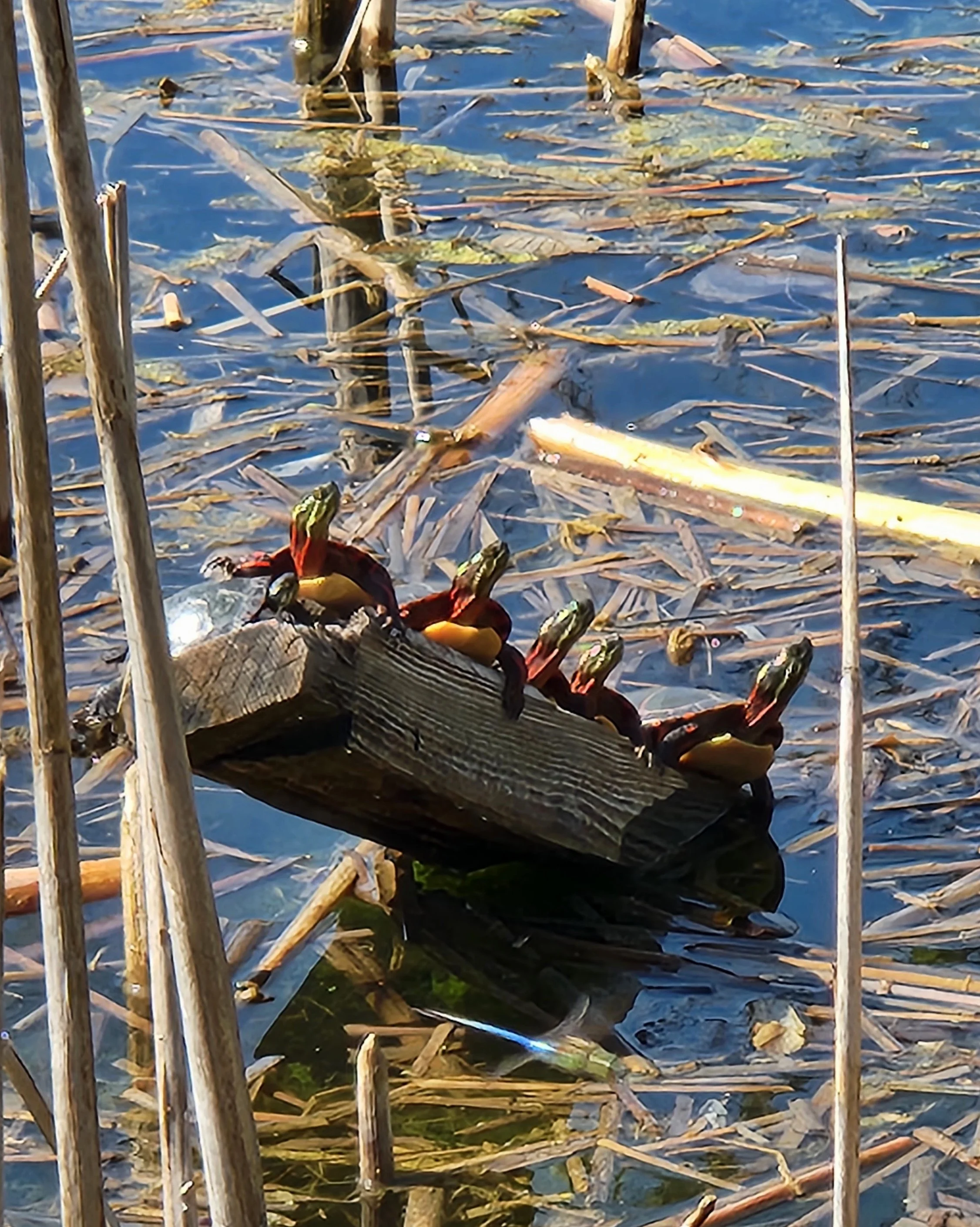 A group of frogs on a piece of wood in a pond surrounded by reeds and aquatic plants.