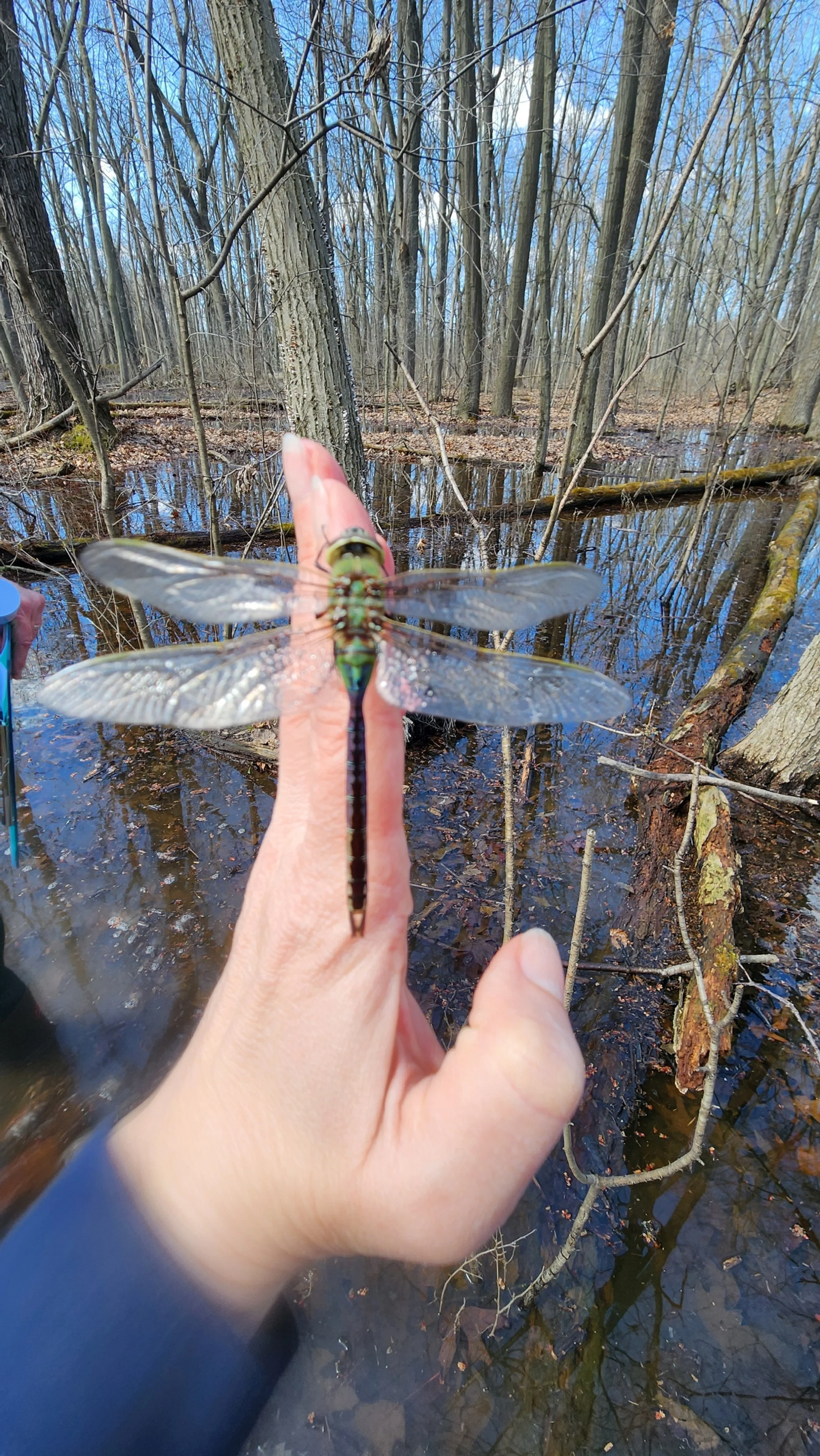 Person holding a large dragonfly with translucent wings in a wet, wooded area with trees and water in the background.