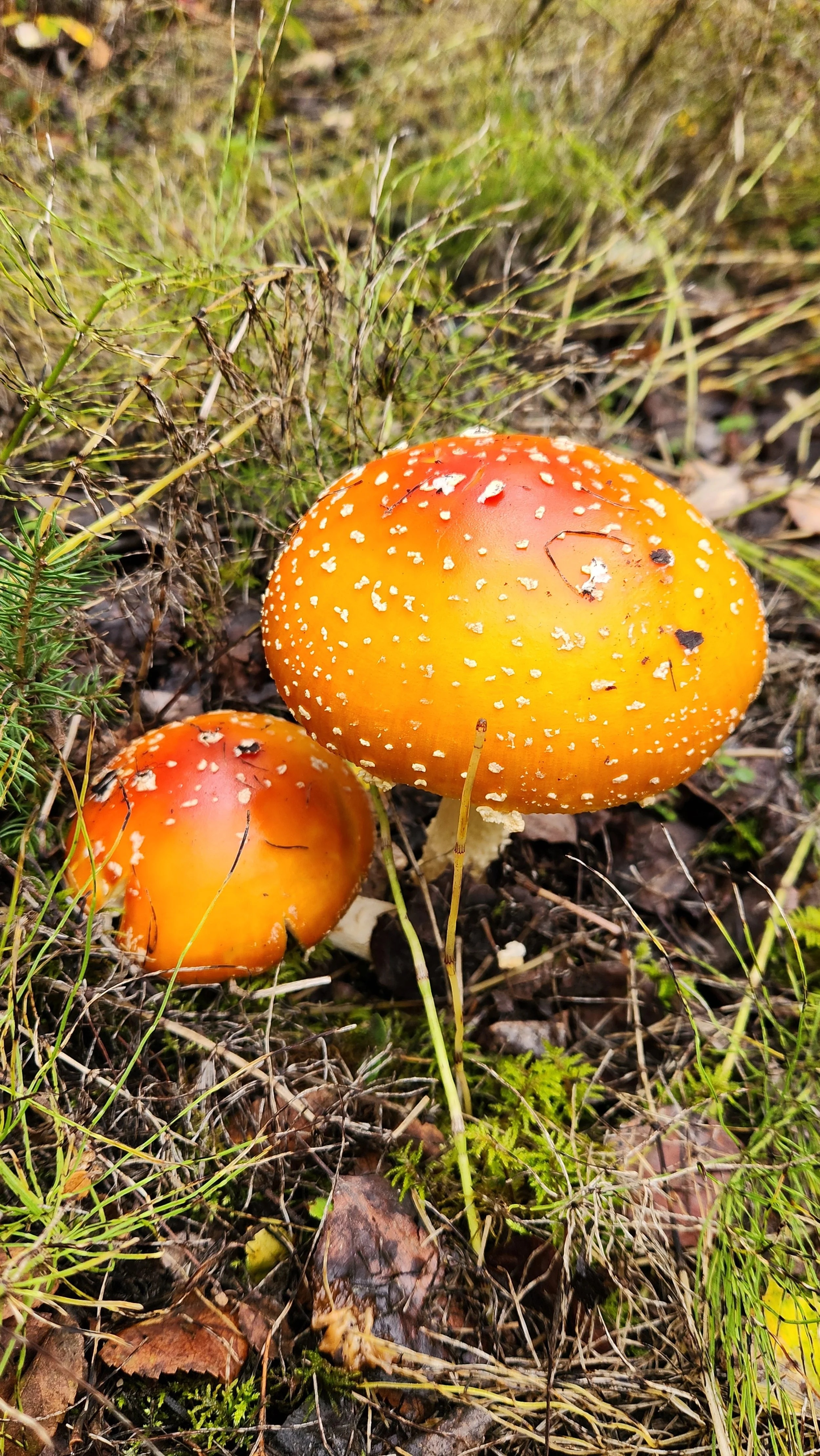 Two orange mushrooms with white spots growing on forest floor surrounded by grass and leaves.