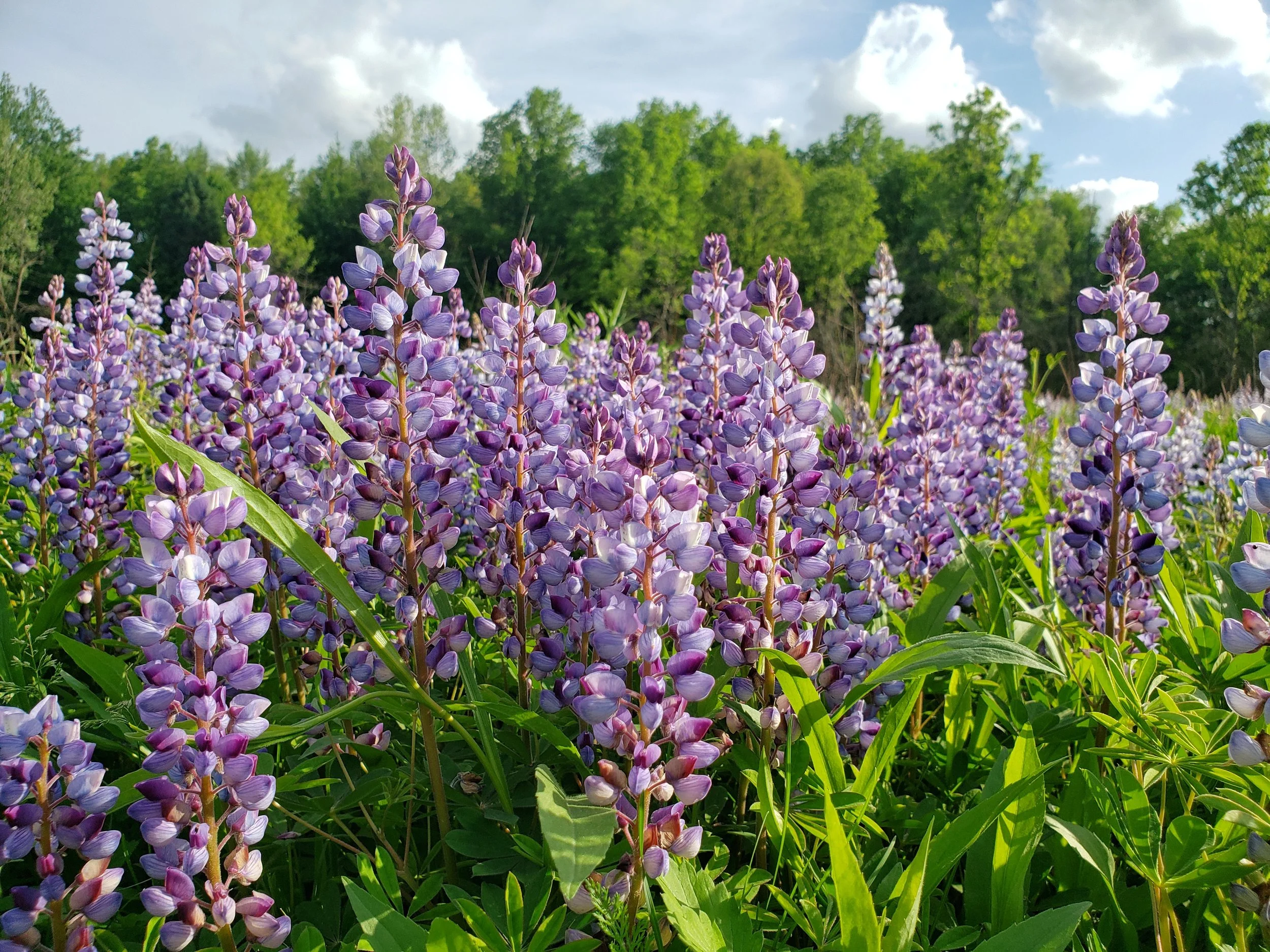 Field of purple lupine flowers under a partly cloudy sky with green trees in the background