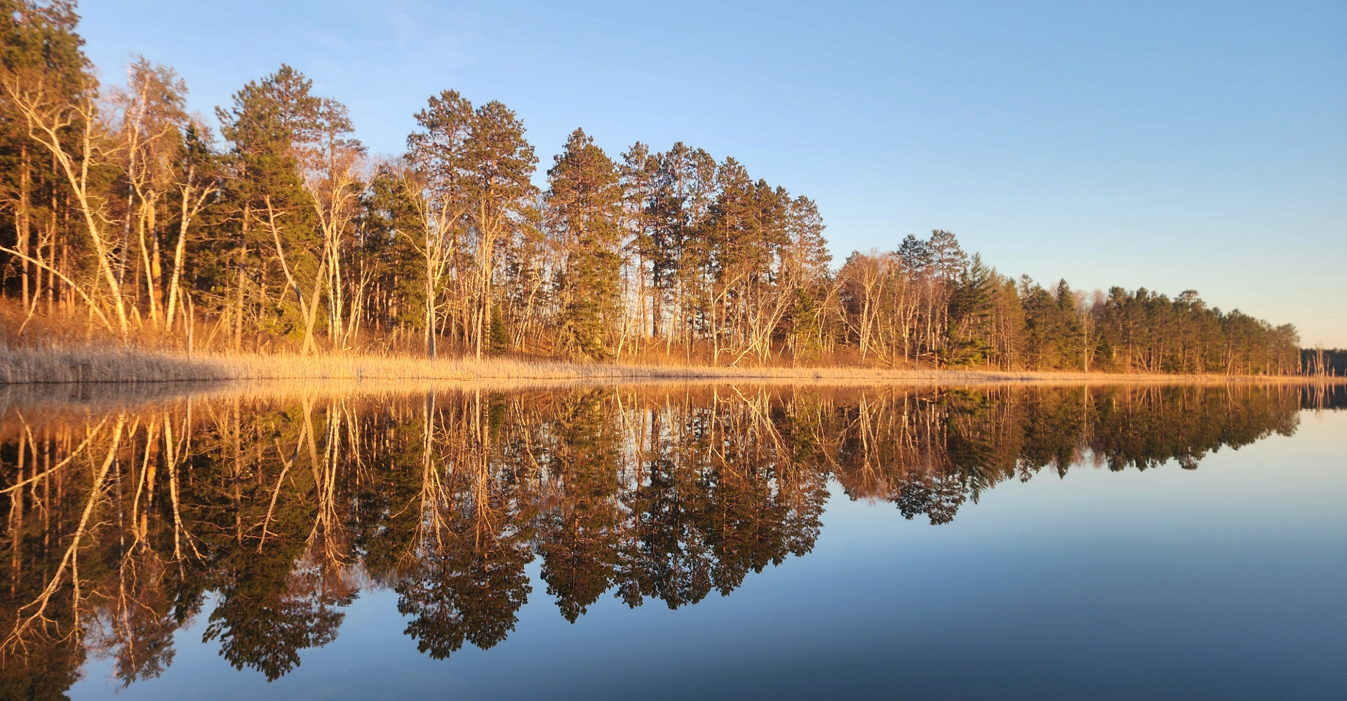 A calm lake reflecting a line of tall trees, some with bare branches, under a clear blue sky at sunrise or sunset.
