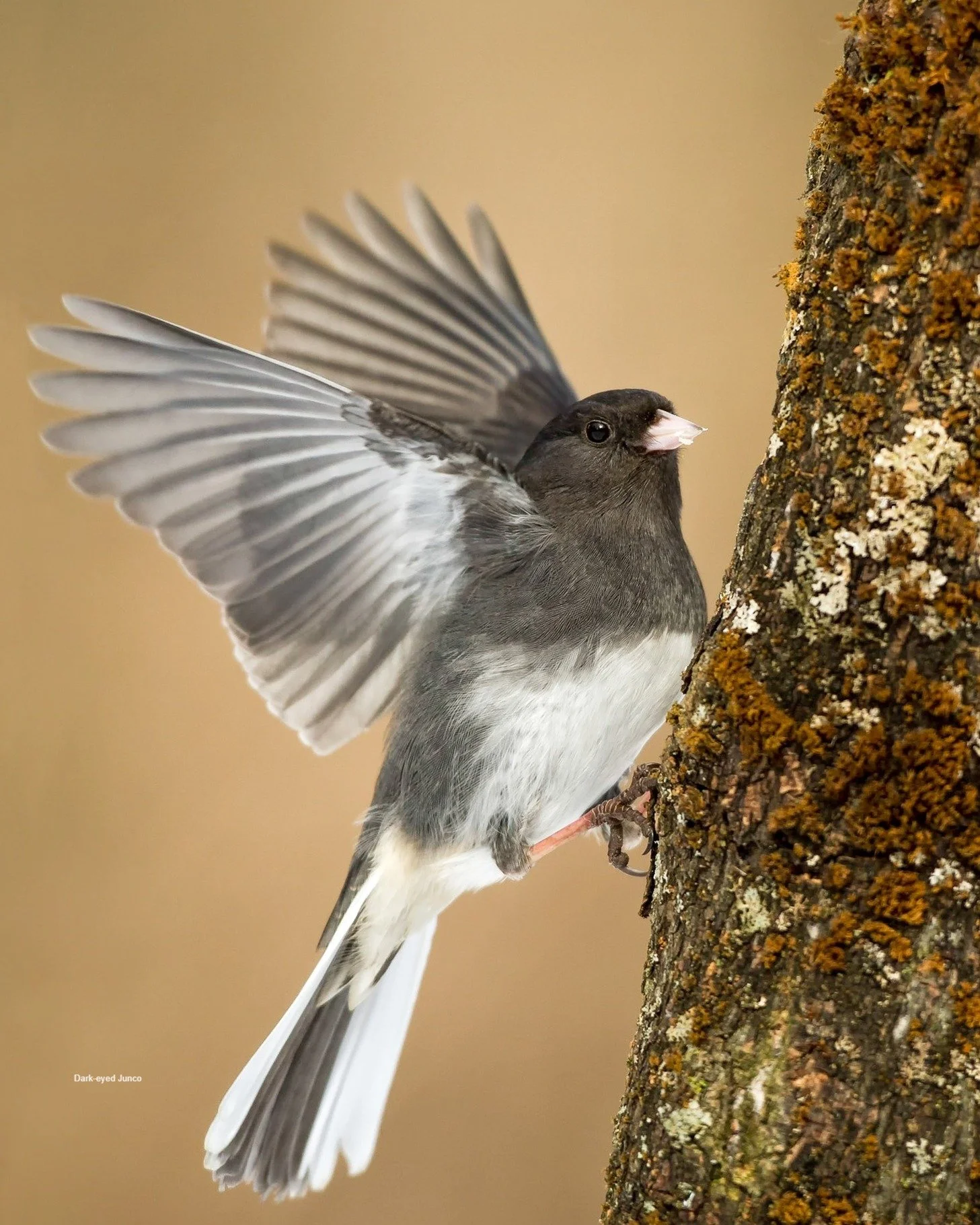 Weekend Wings!
October Bird Beat | Northern Minnesota

Migration isn&rsquo;t over yet. Far from it. 
-Raptors are still streaming south.
-Cranes are bugling over the fields.
-Kinglets are buzzing in the trees.
-Finches are finding their way to feeder