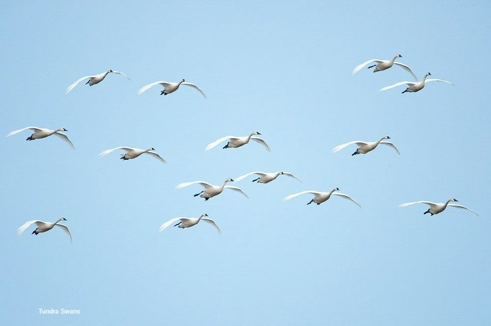 Weekend Wings: Bemidji Bird Watch

This weekend, from warblers to tundra swans, our region is a vital stop on the Mississippi Flyway.

There are plenty of birds to enjoy all year. Black-capped Chickadees, Northern Flickers, and Blue Jays are all acti