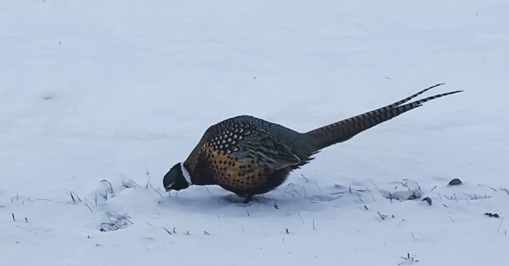 Audubon Christmas Bird Count Wrap‑Up!

Huge thanks to everyone who came out for the Audubon Christmas Bird Count this past Saturday, and wow, it was COLD out there! Temps topped out around 8 &deg;F (as low as -10&deg;F!) in Bemidji, but that didn&rsq
