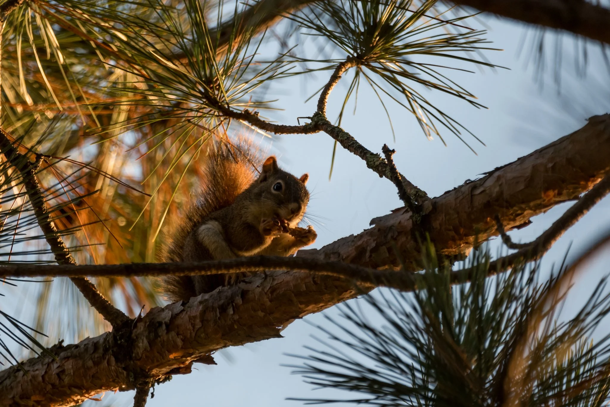 Walk on The Wild Side February: Bird Discovery Walk &amp; Great Backyard Bird Count