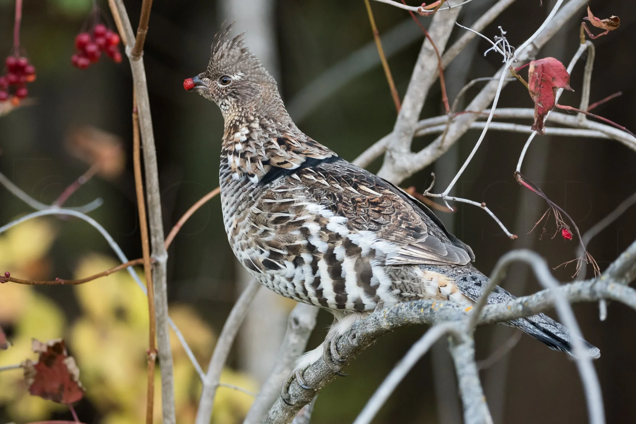 Walk on The Wild Side March: Early Signs of Spring: Birdsong Walk