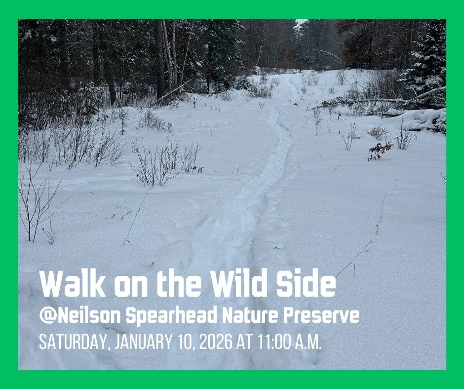 Join us for Walk on The Wild Side this January as we explore winter birds and tracks! 

Saturday, January 10, 2026 at 11:00 a.m. 
Meet your guide, in the parking lot at Neilson Spearhead Nature Preserve.

Bundle up and step into the winter woods with