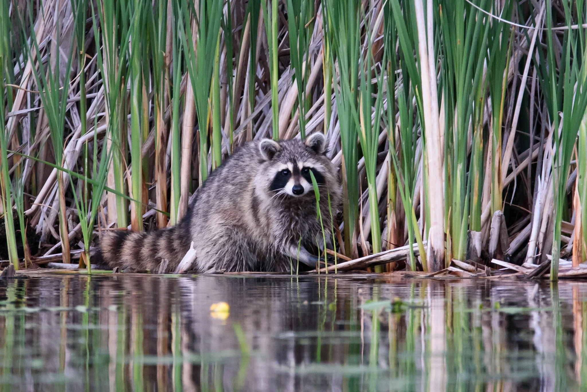 Be Part of a Community That Cares for Nature 🦉

MHAS members are birders, hikers, families, educators, and nature lovers who believe in protecting special places like the Neilson Spearhead Nature Preserve.

Membership supports hands-on environmental