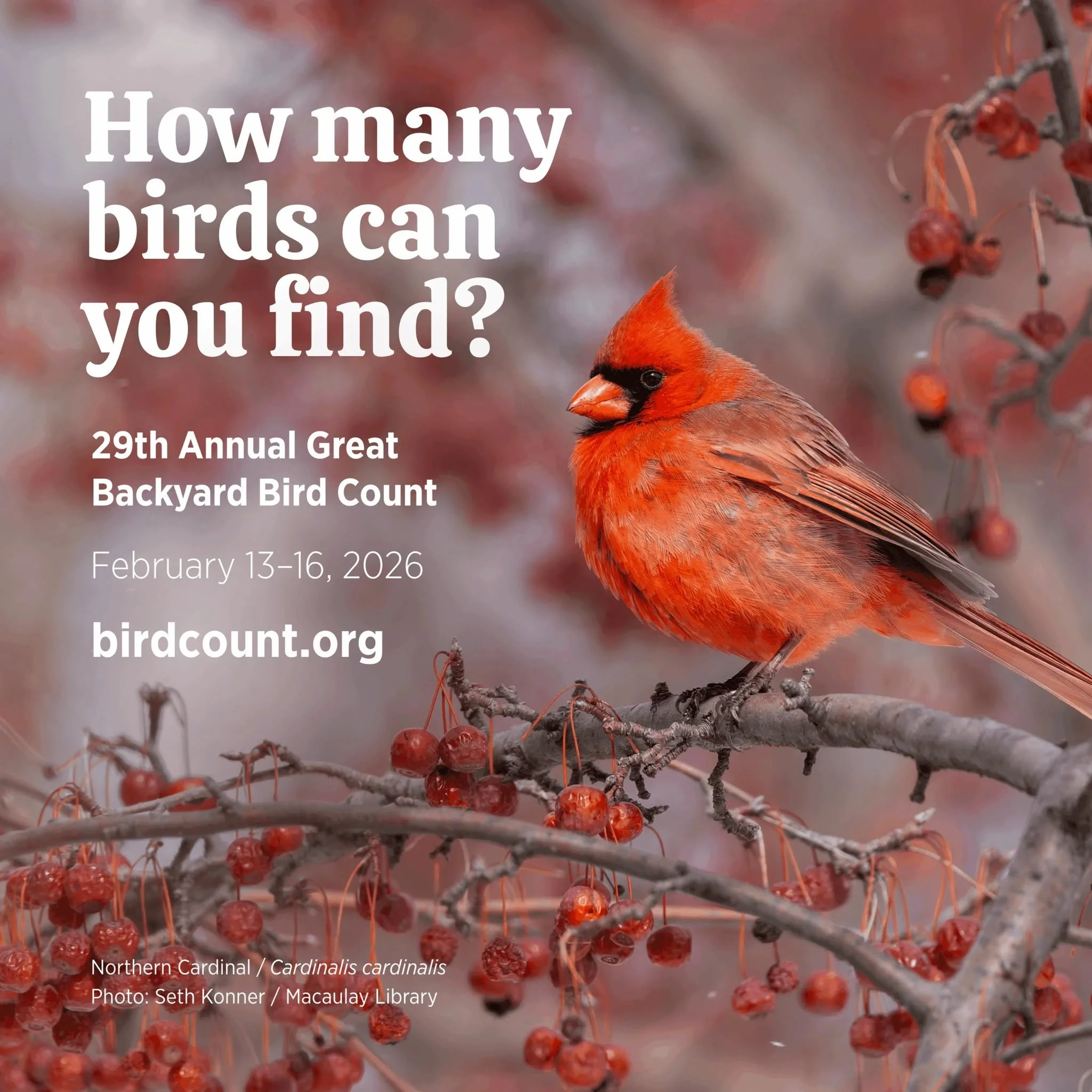 Each February, for four days the world comes together to admire birds during the Great Backyard Bird Count (GBBC). Participants spend time in their favorite places observing and counting as many birds as they can find and report their findings. This 