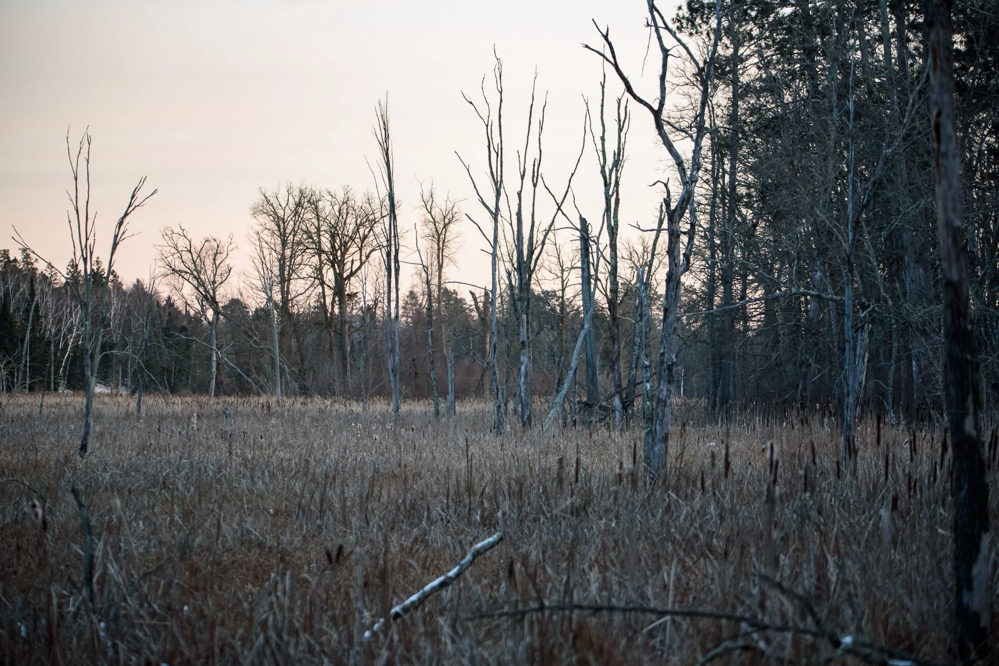 MHAS Partners with the University of Minnesota to Study the Effects of Invasive Cattails