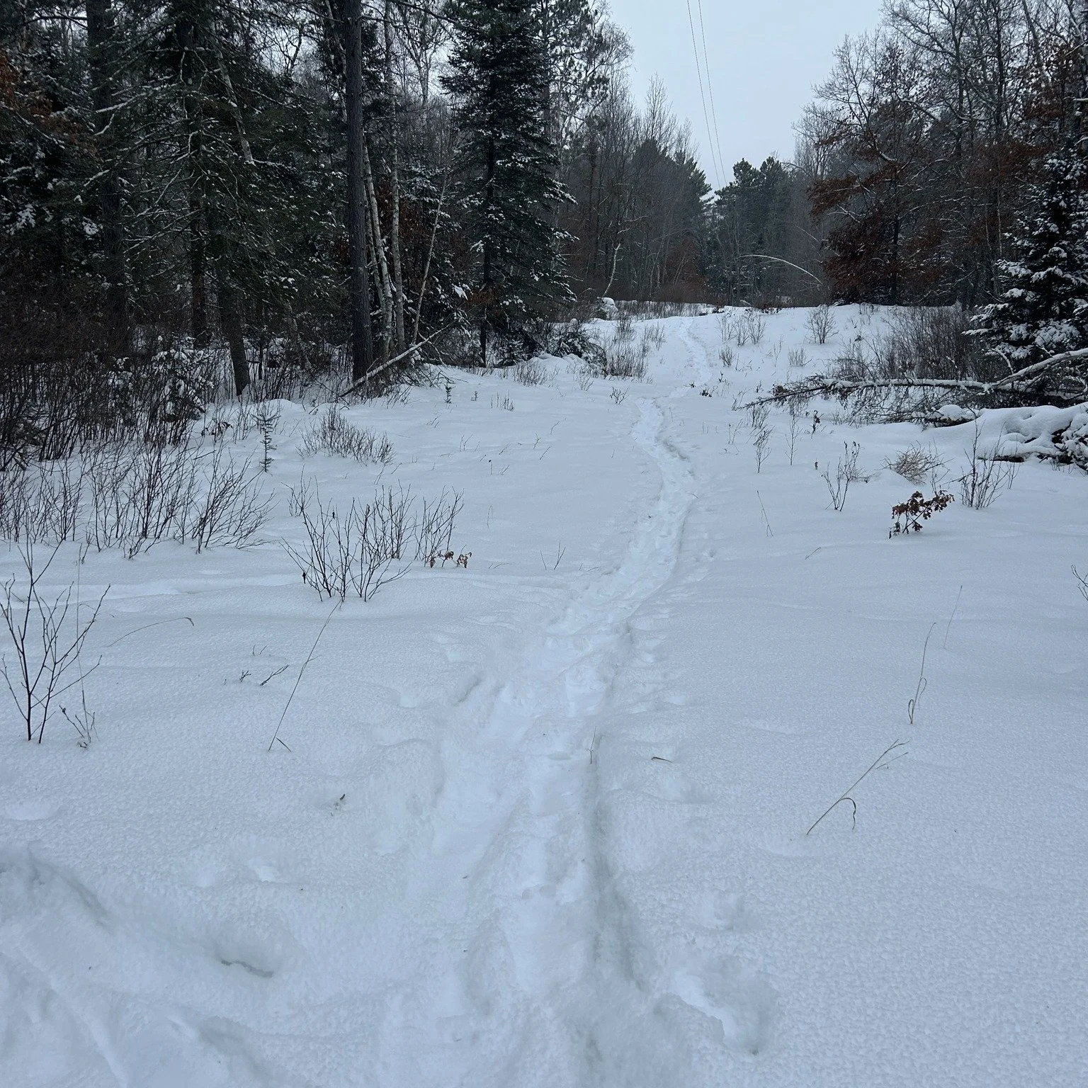 February is the Great Backyard Bird Count, and Mississippi Headwaters Audubon Society is joining in with a special walk in our series, Walk on the Wild Side, at Neilson Spearhead Nature Preserve.

Winter Wildlife and Bird Discovery Walk &amp; Great B