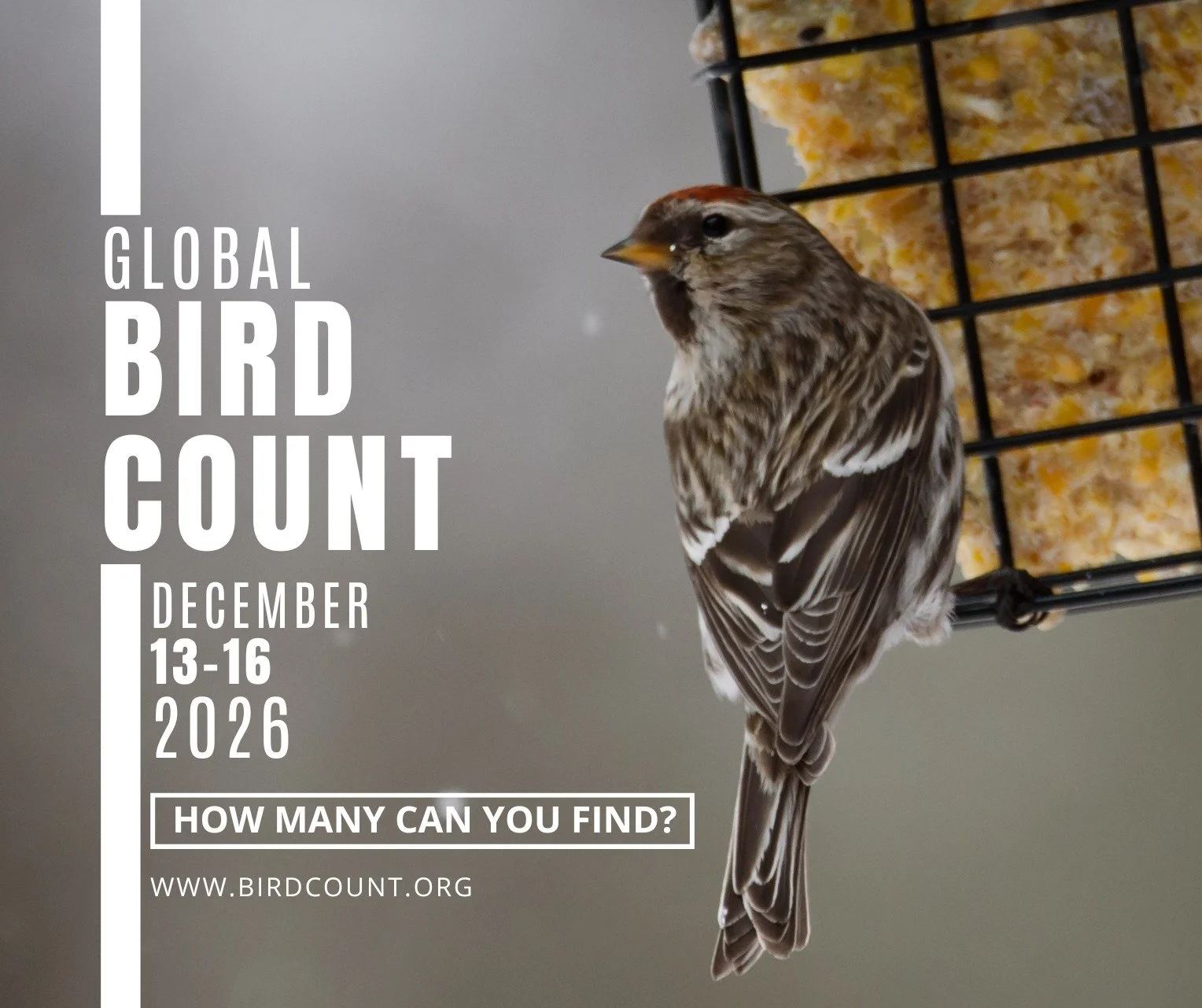 🐦 The Great Backyard Bird Count is almost here!

This fun, easy community science event is perfect whether you are watching birds with your kids at the feeder or enjoying some quiet observation time in retirement. Spend time birdwatching in your bac