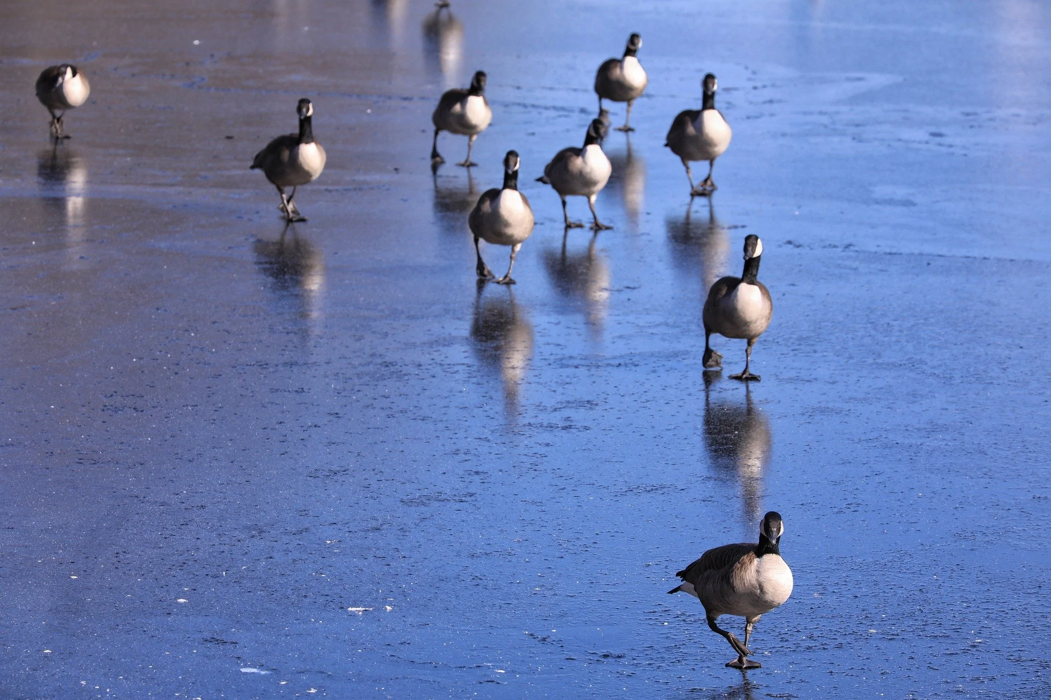 2026 Spring Migration Watch

Soon, literally billions of birds will be moving north across North America. According to research from the Cornell Lab of Ornithology, most songbirds migrate at night, traveling hundreds of miles between sunset and sunri