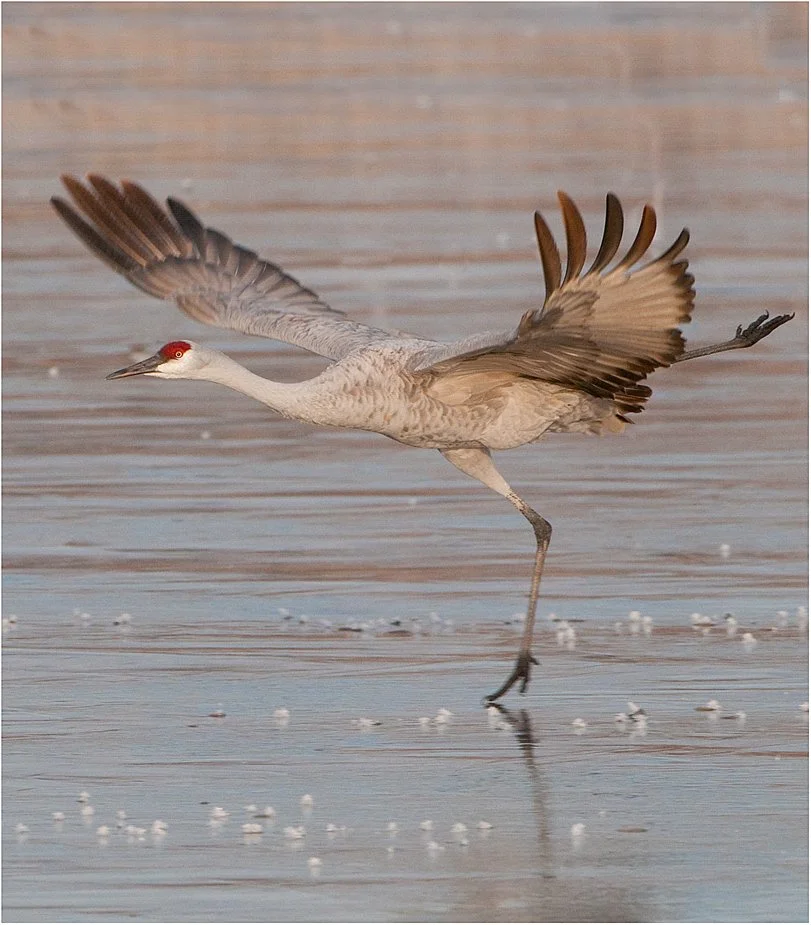What was the bird that first got you into birding? For me, it was Sandhill Cranes! 🐦 Share your 'spark bird' story below! 👇 #Birding #NatureLovers #backyardbirds 

pc: Patrick Dennen/Audubon Photography Awards