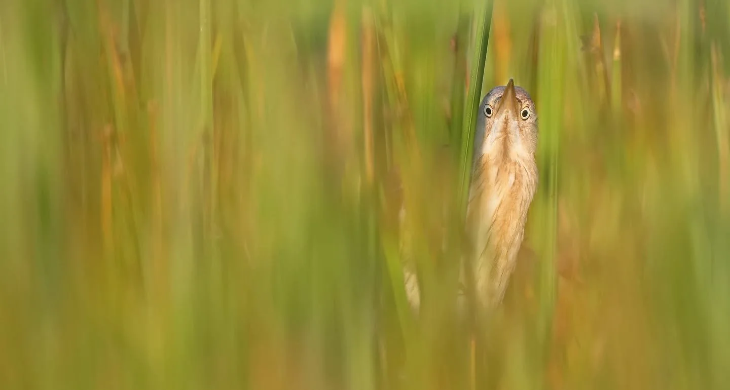 Community Science Opportunity: Marsh Birds Survey

What you can&rsquo;t see matters 🐦

Across Minnesota wetlands, some of our most important birds are also the hardest to find. Species like bitterns, rails, and grebes live hidden in the marsh, and t